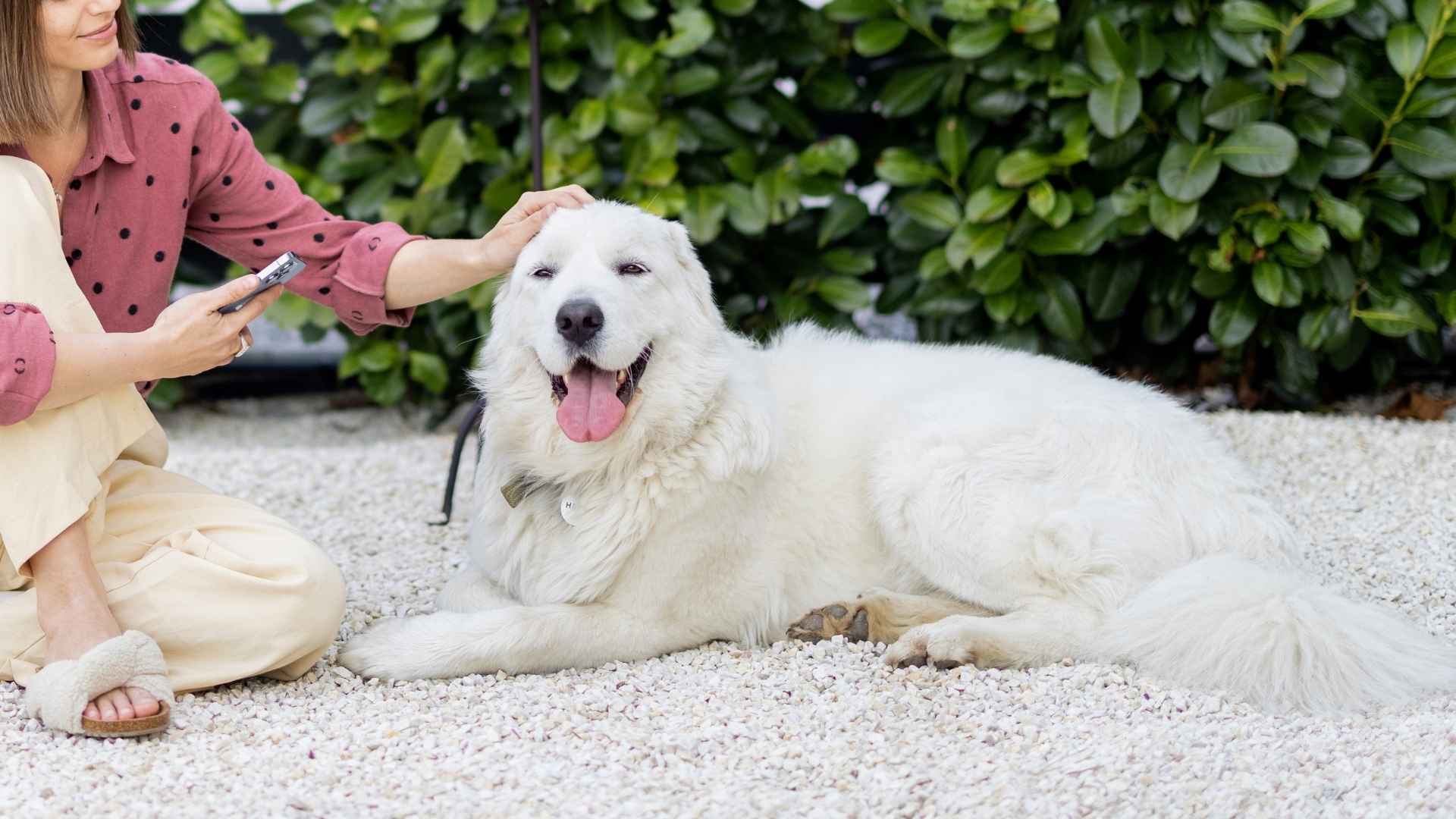 7 Best Devoted Dog Breeds For Intense Loyalty