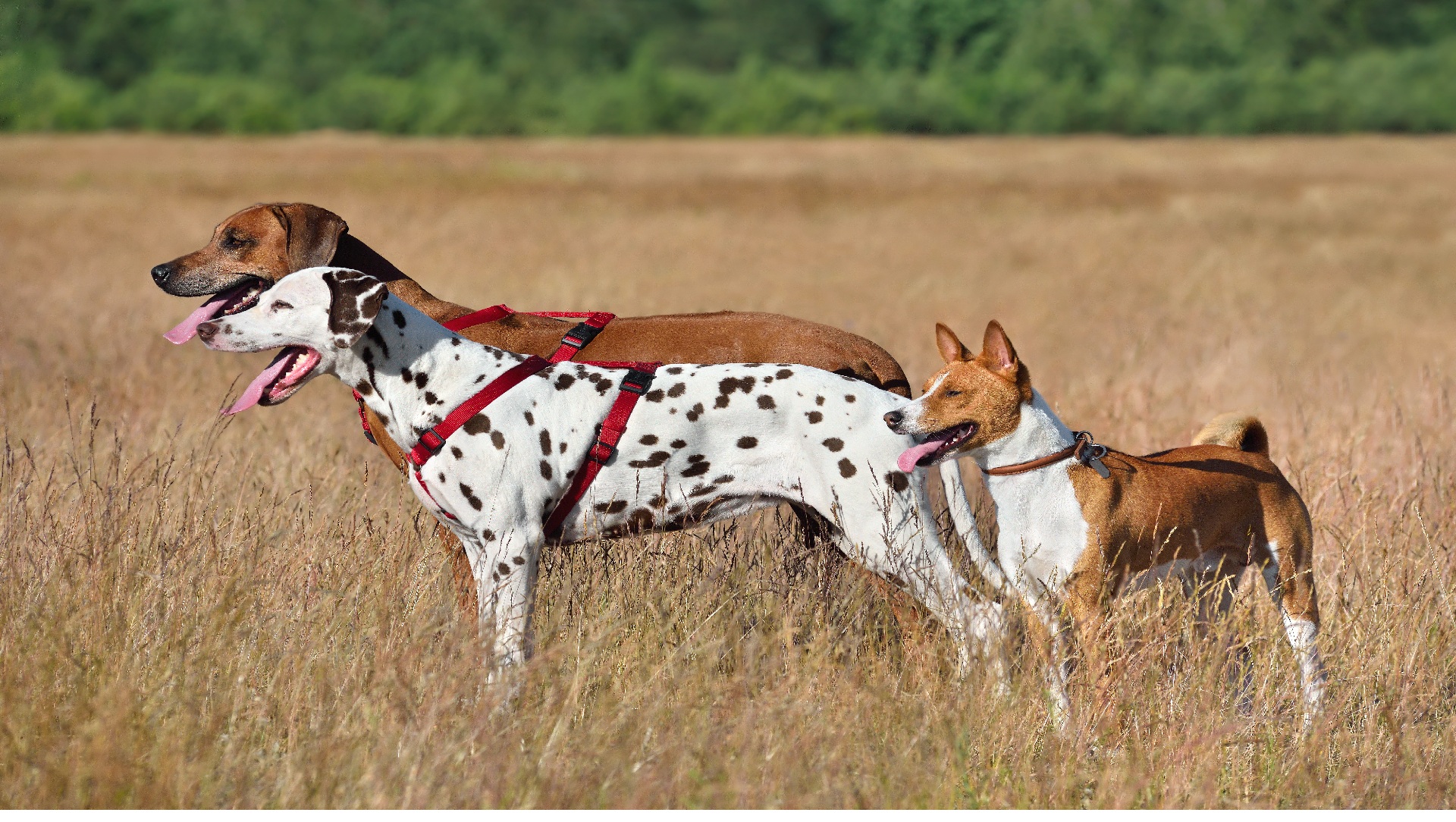 7 Best Dog Breeds For Tracking and Retrieving Prey