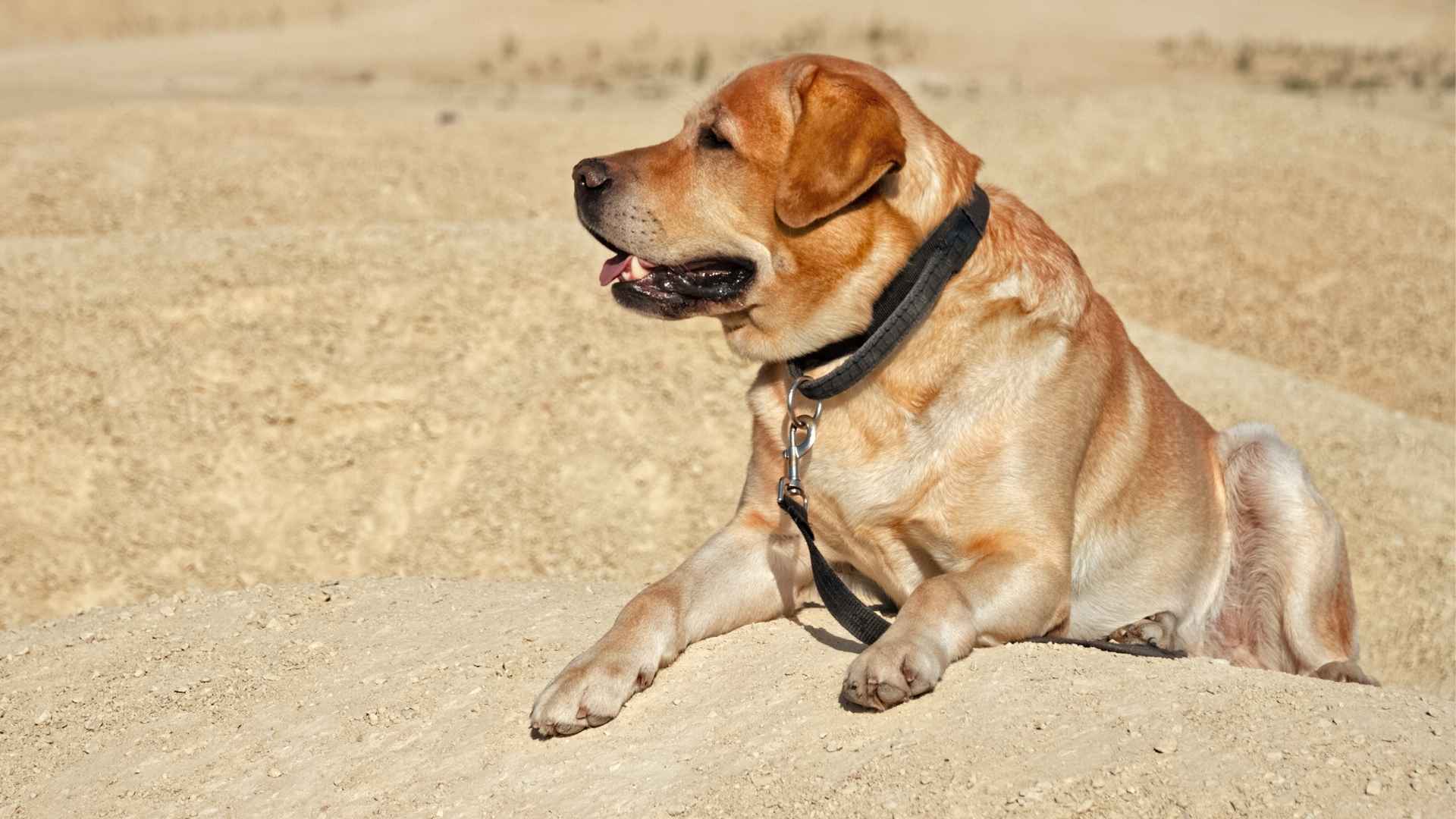 7 Best Dog Breeds for Tropical Climates and Hot Weather
