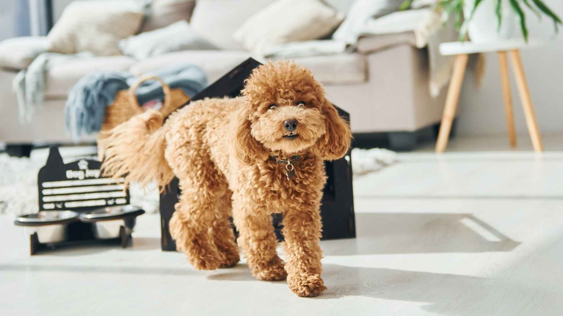 7 Best Hypoallergenic Dog Breeds for Apartments and Small Spaces