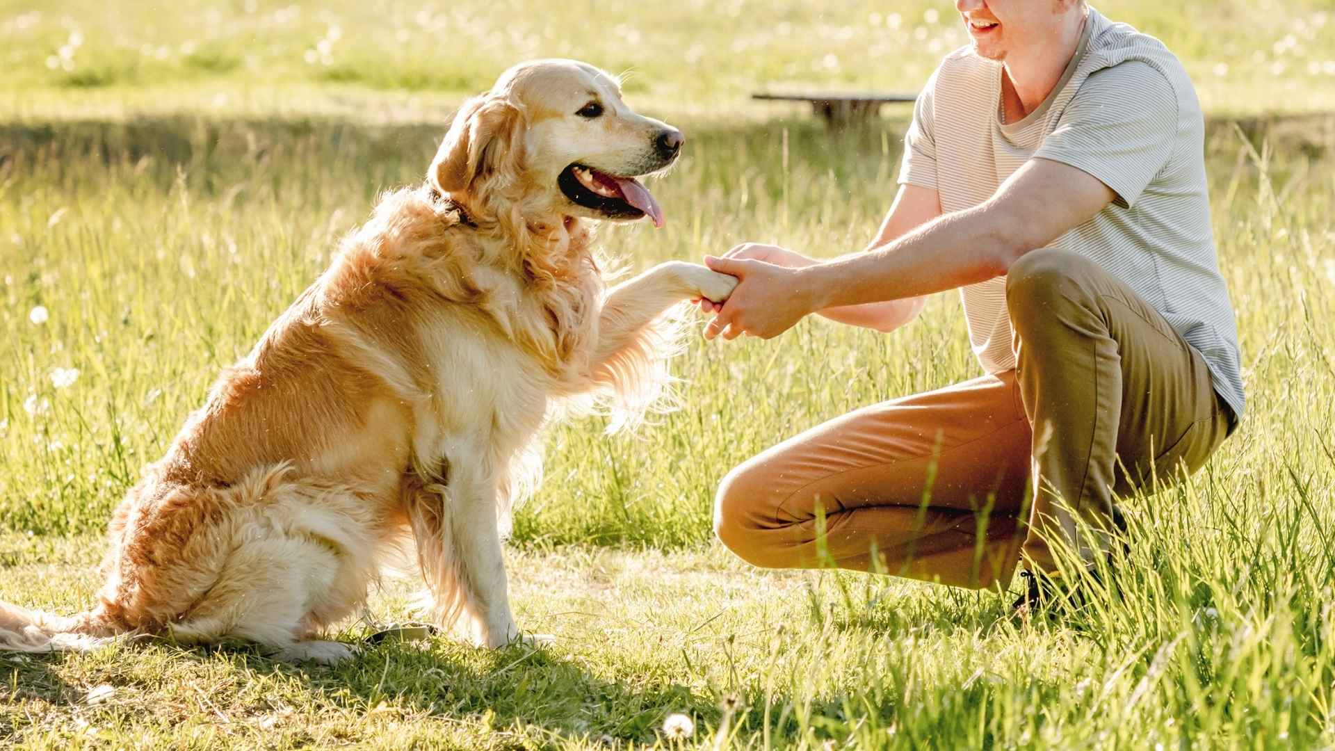7 Best Loyal Dog Breeds Suitable For Every Occasion