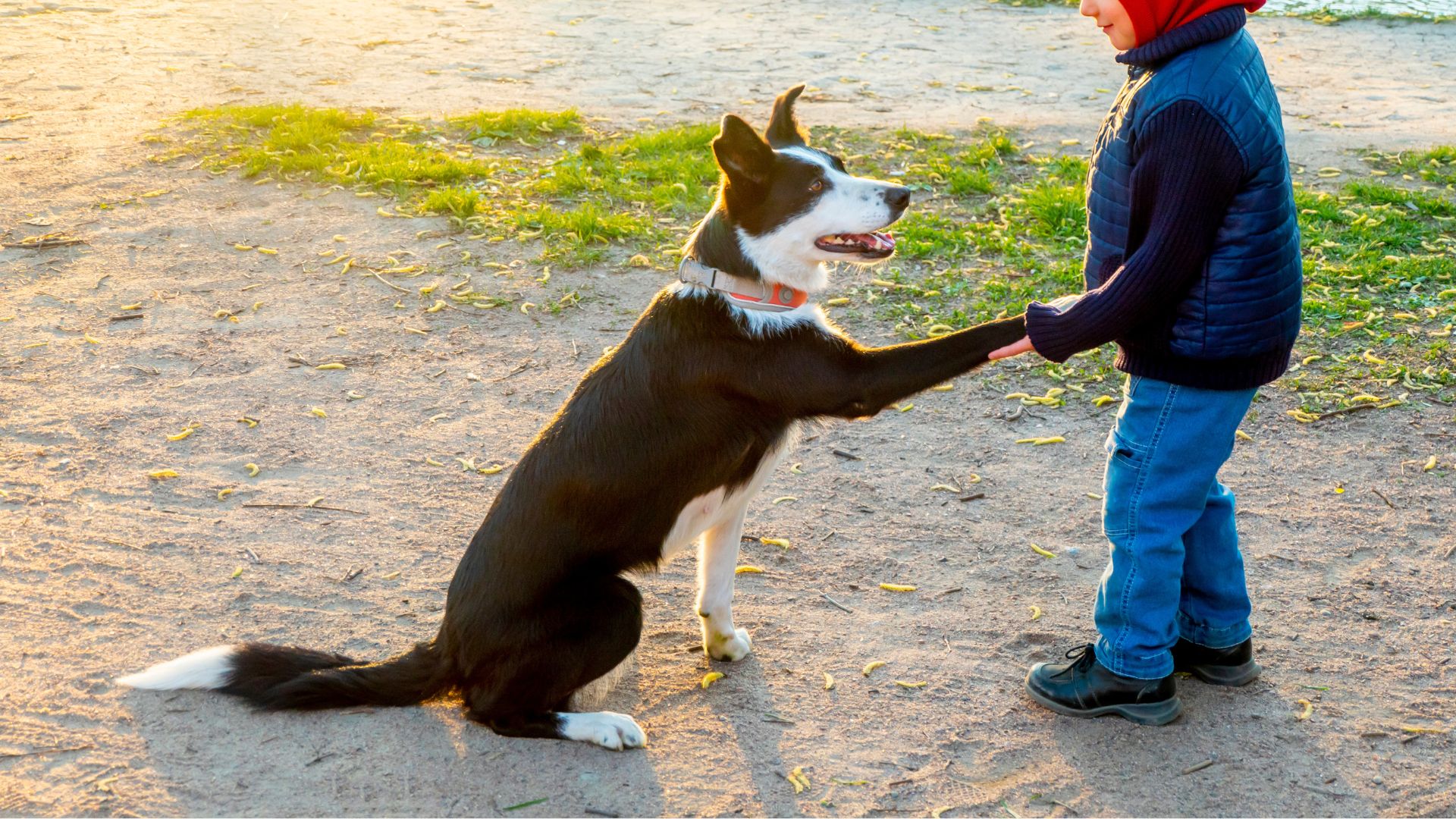 7 Best Loyal Dog Breeds for Kids' Safety