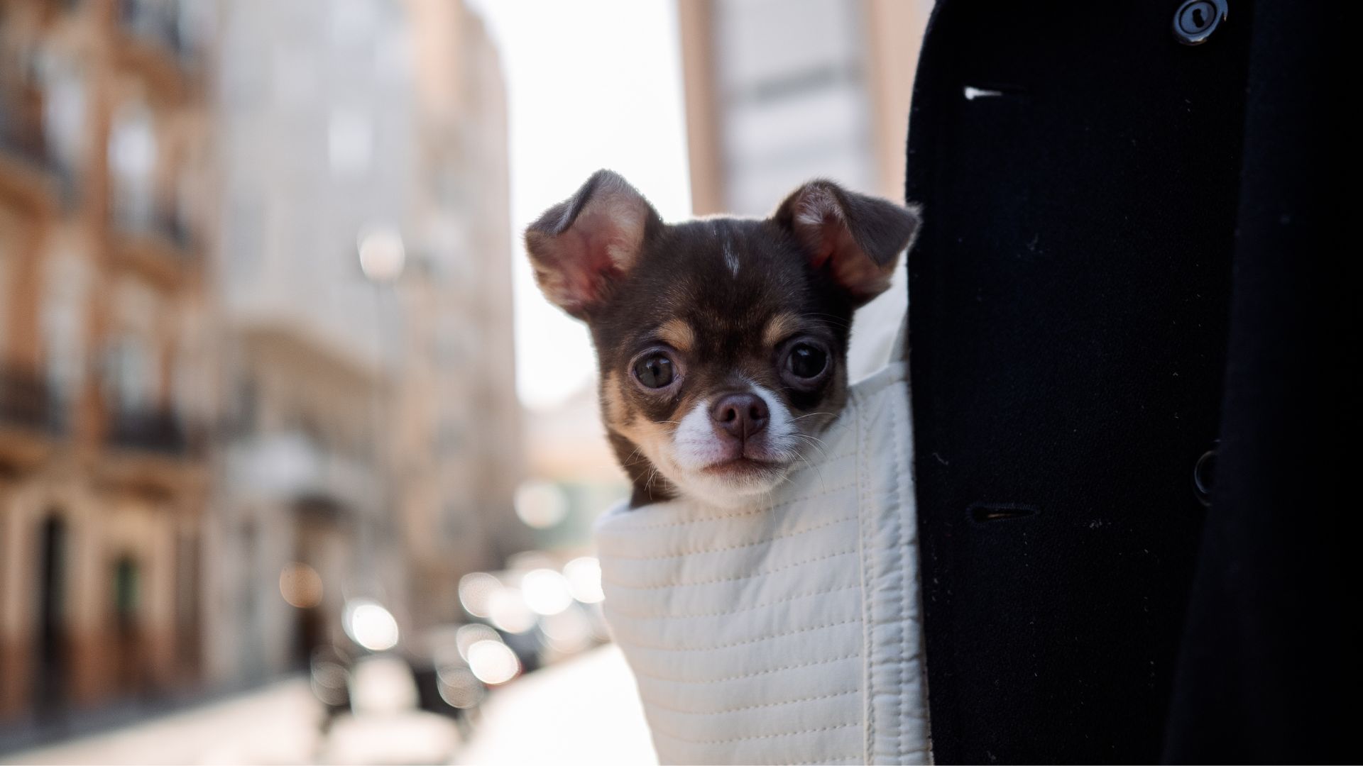 7 Best Pocket Sized Dog Breeds