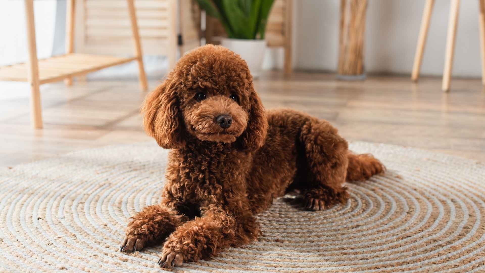 7 Best Small Hypoallergenic Dog Breeds To Keep Indoors