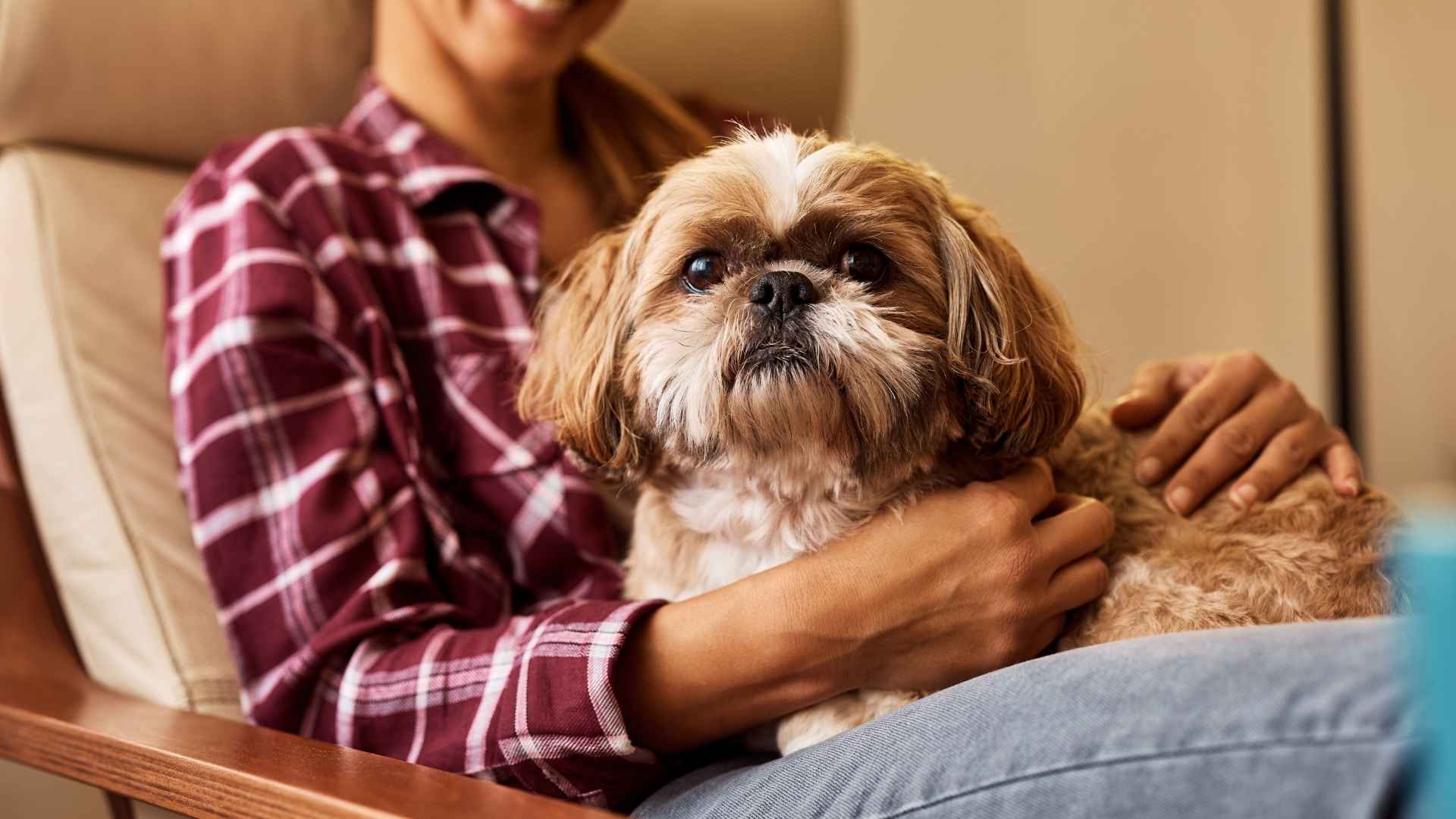 7 Best Tiny Dog Breeds for Introverted People