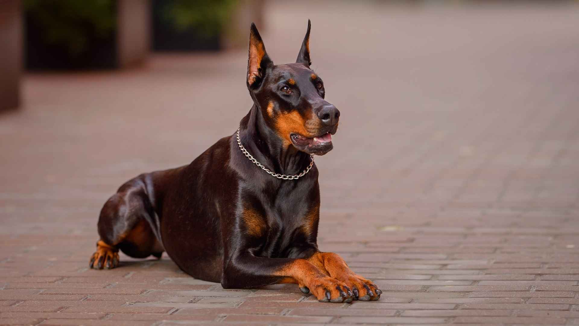 7 Brave and Faithful Guard Dog Breeds to Trust That Put Family First