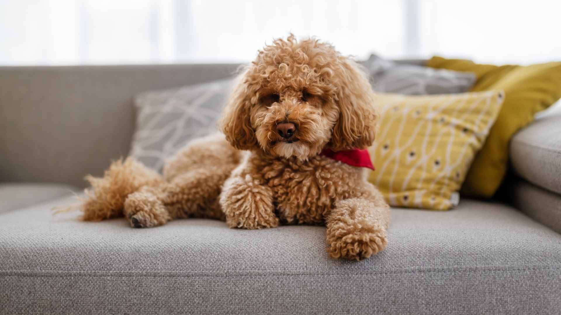 7 Compact Hypoallergenic Dog Breeds