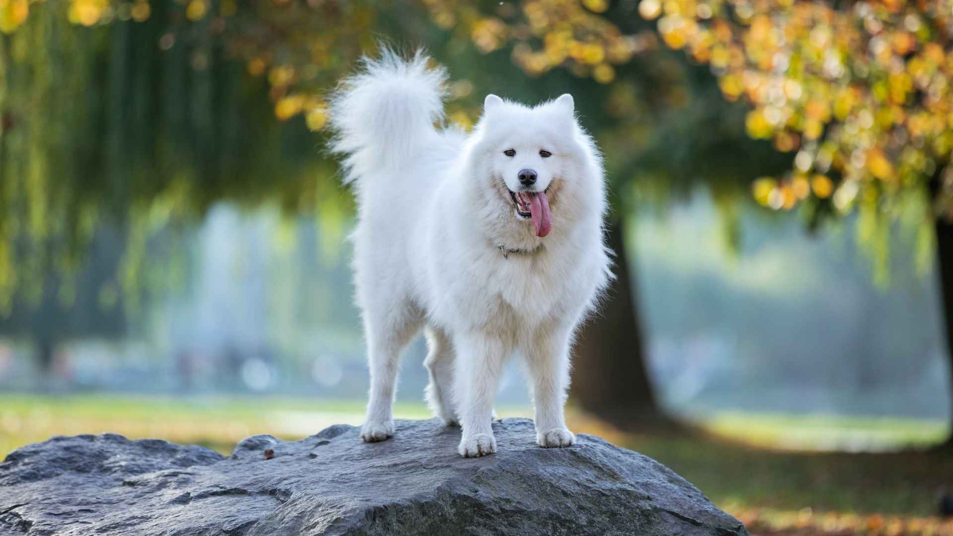 7 Cool Dog Breeds From Around The World