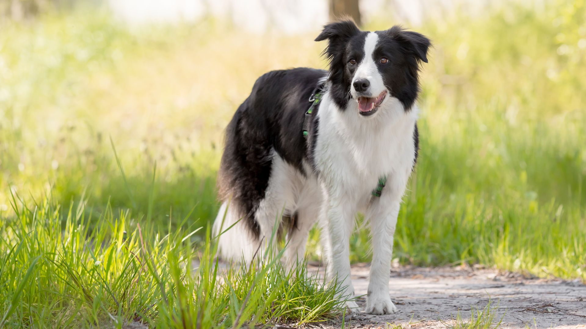7 Coolest Dog Breeds With Exceptional Memory Retention
