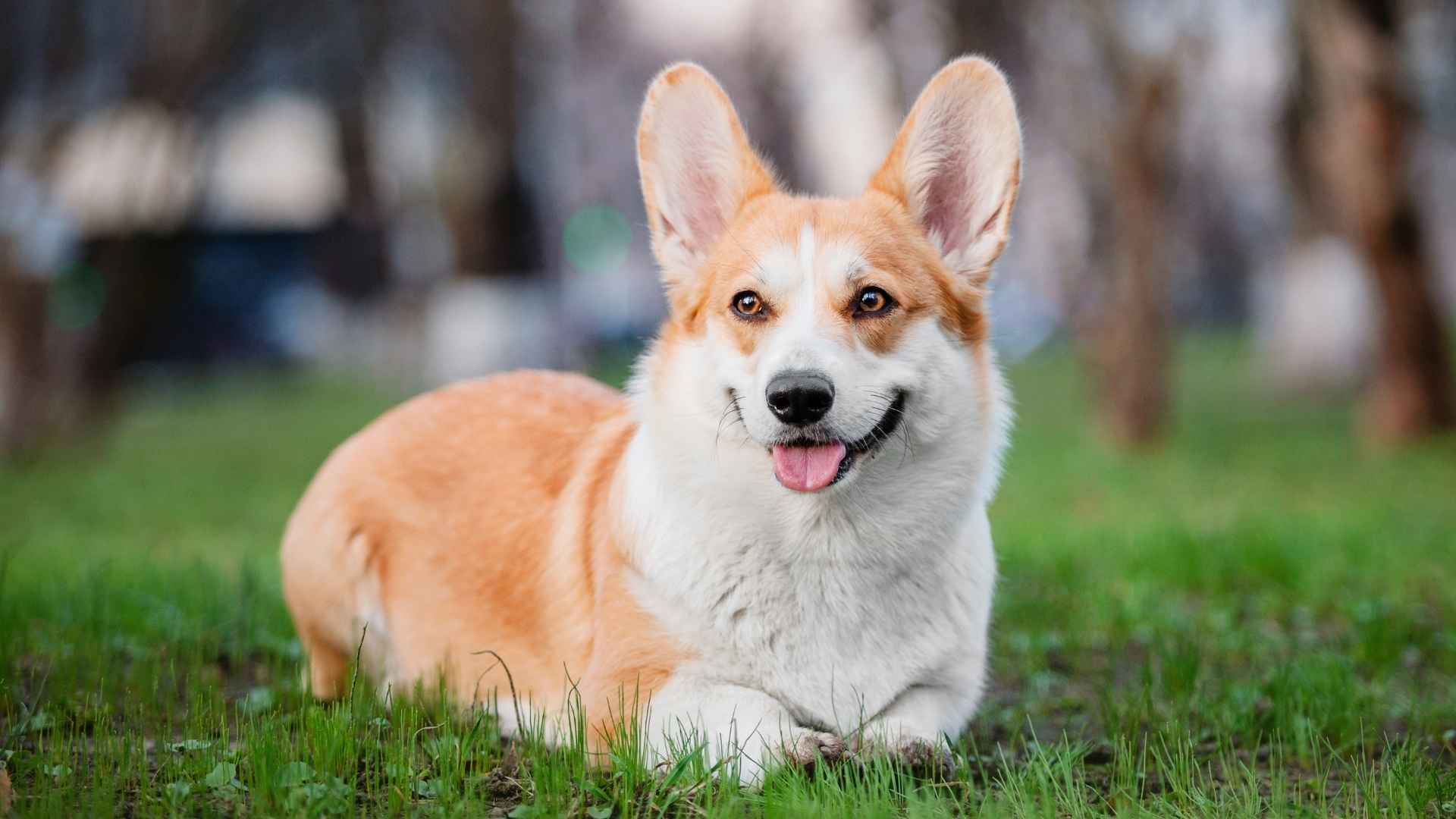 7 Dog Breeds That Drool The Least