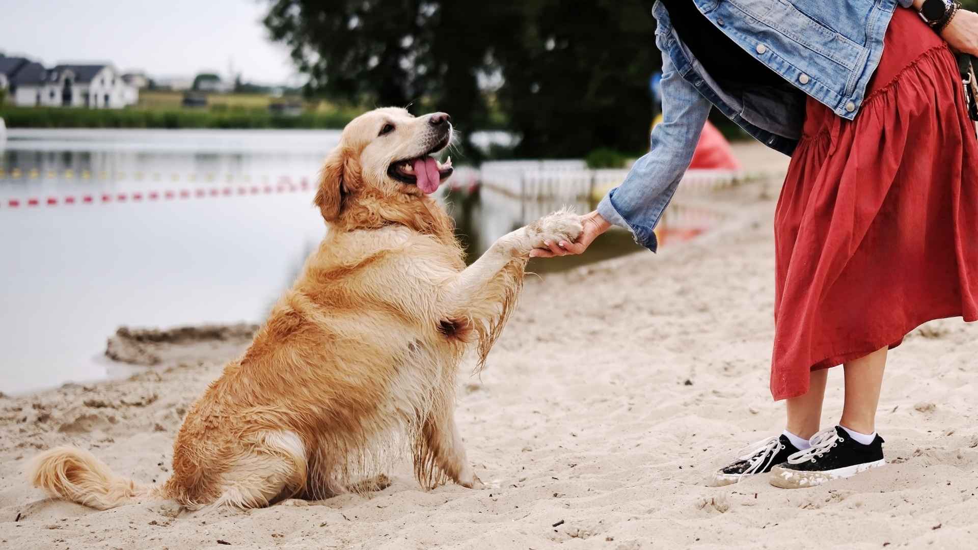 7 Dog Breeds That Thrive on Human Connection