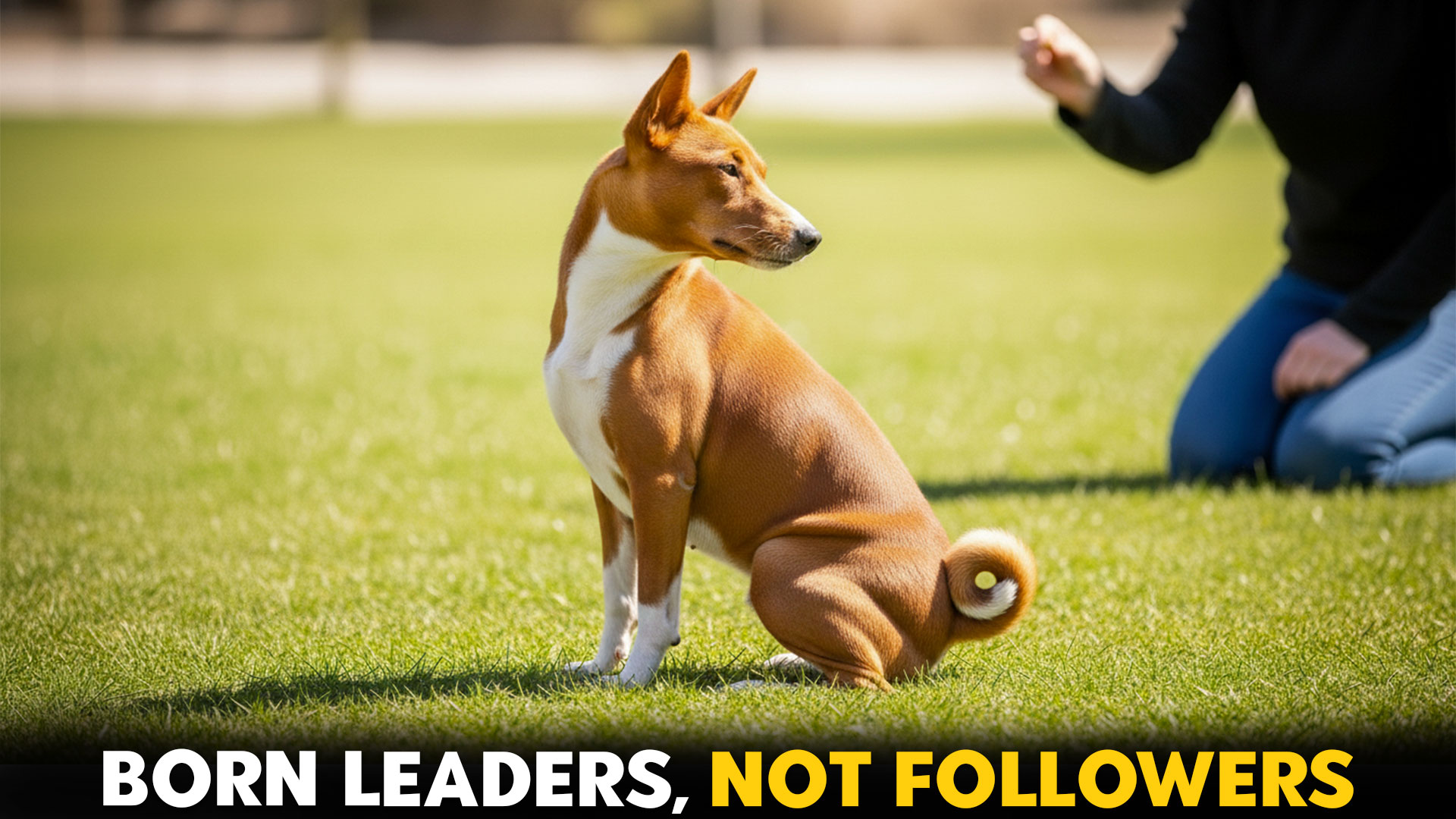 7-Dog-Breeds-Who-Refuse-To-Follow-Leadership