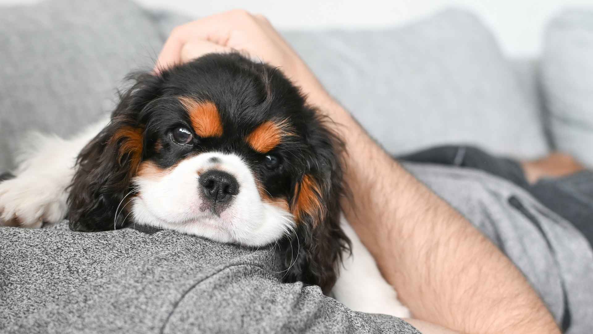 7 Dog Breeds With A Reputation For Strong Emotions