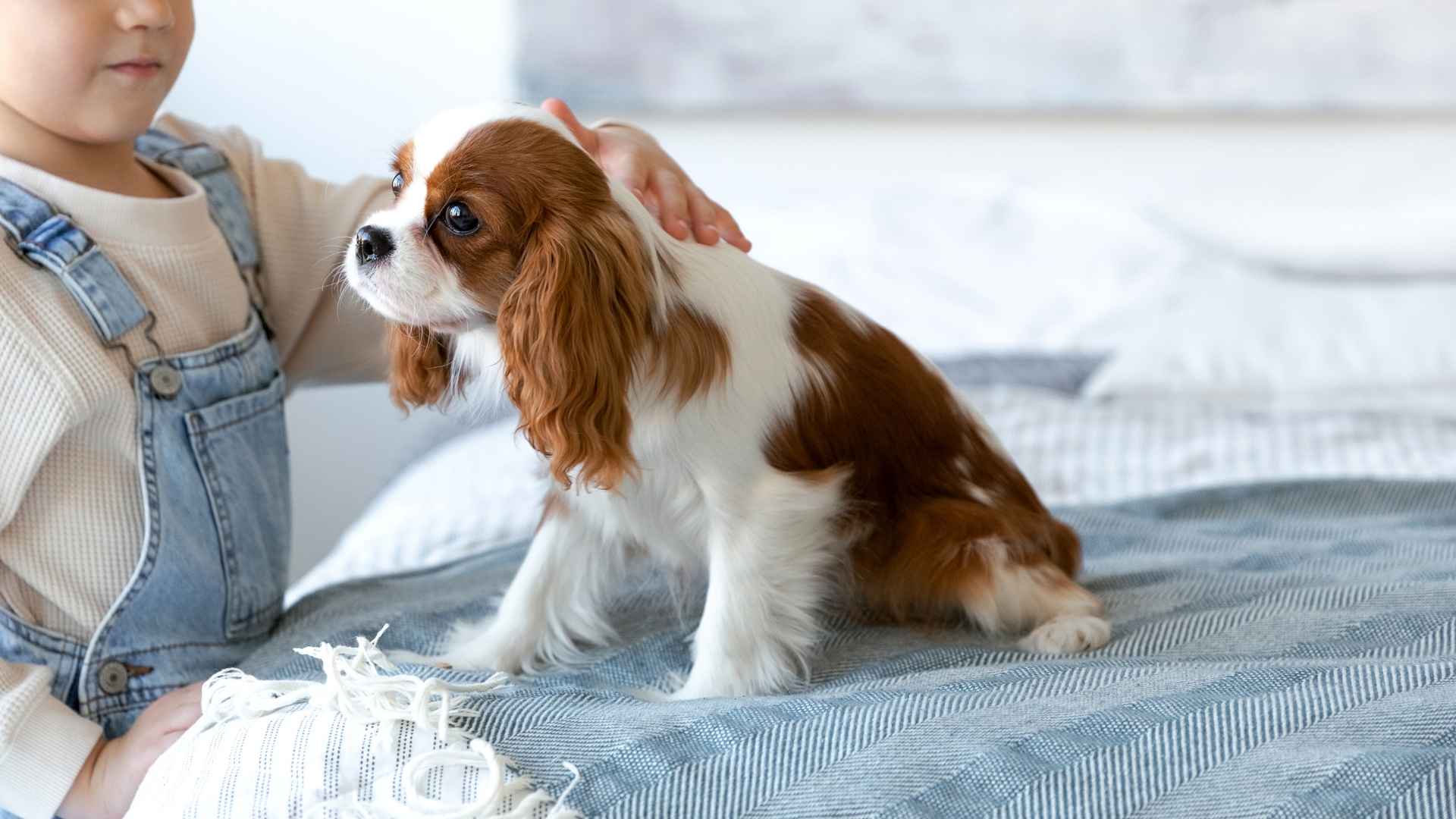 7 Dog Breeds With a Soft Spot for Toddlers