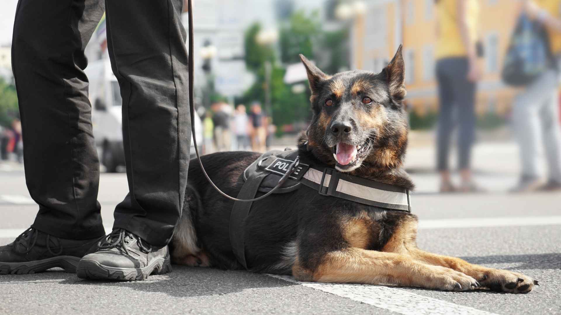 7 Dog Breeds With an Intense Sense of Duty and Loyalty That Inspire Us All