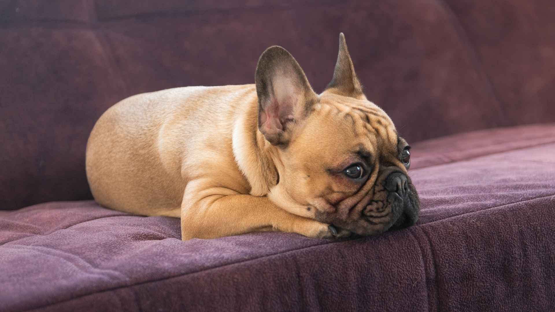 7 Easygoing Dog Breeds For A Slow Pace Of Life