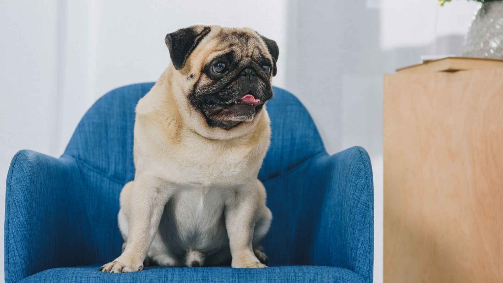 7 Easygoing Dog Breeds For People Who Demand Less