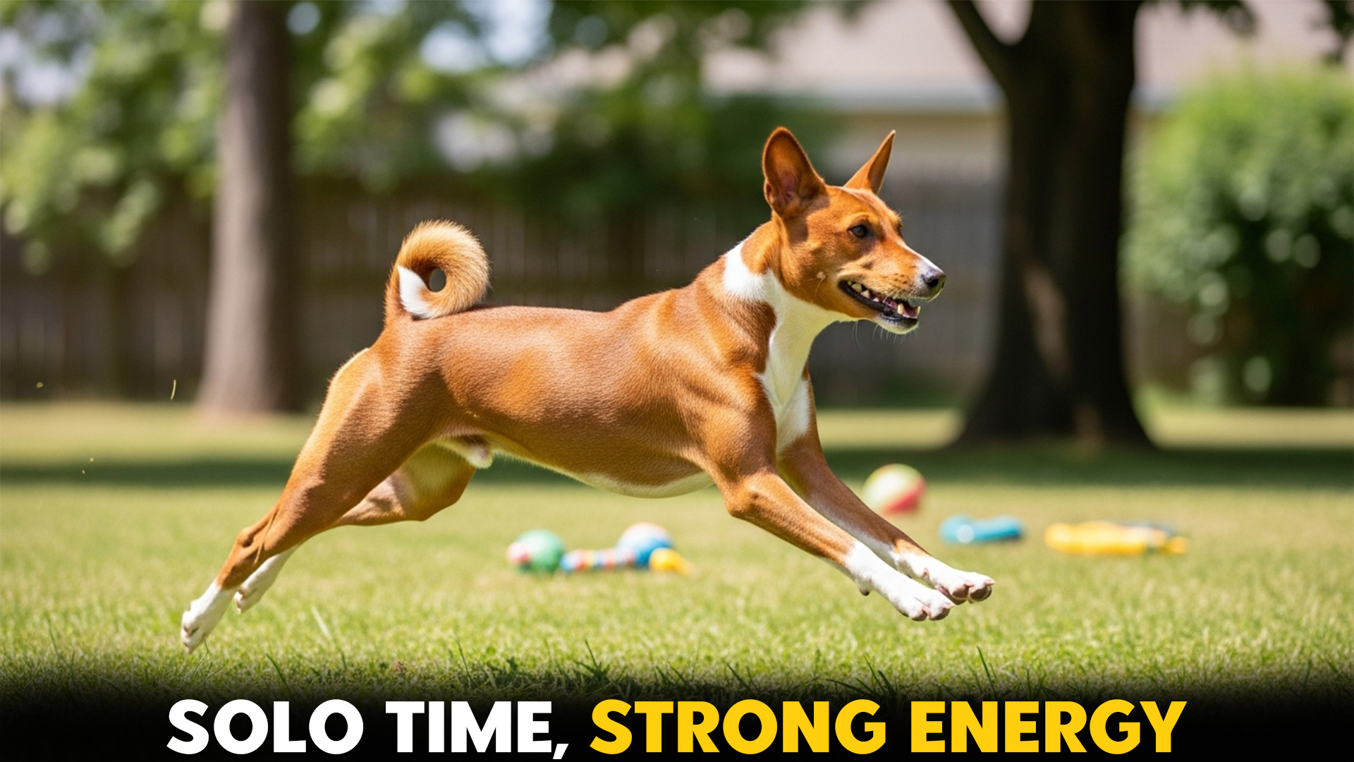 7-Energetic-Dog-Breeds-Who-Enjoy-Solo-Time
