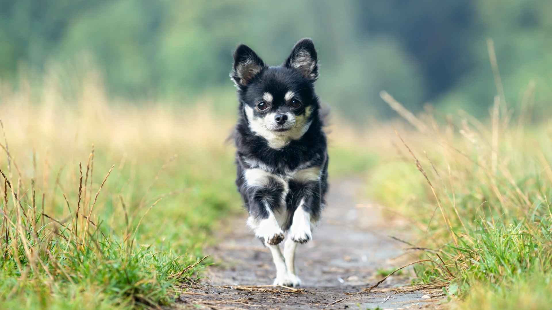 7 Energetic Tiny Dog Breeds To Keep Up With