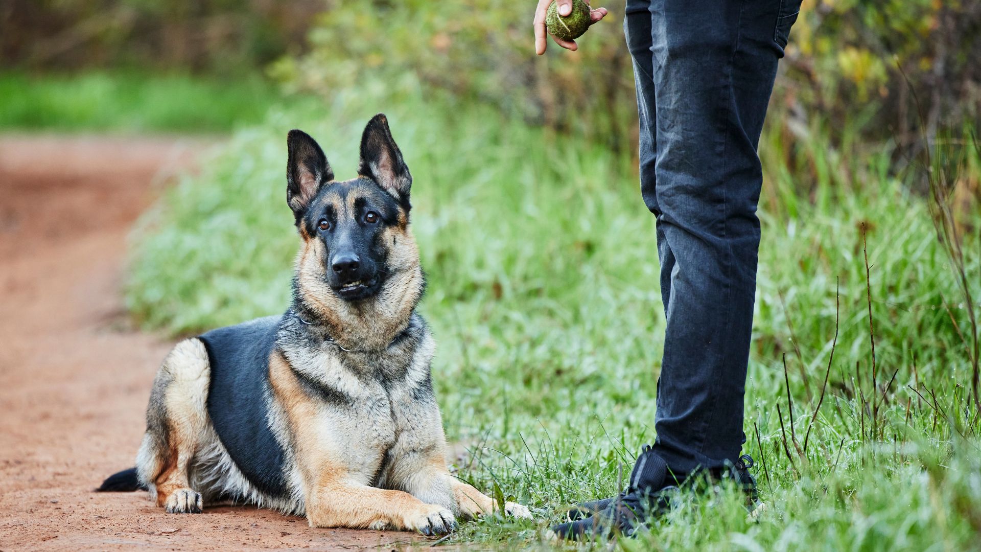 7 Exceptional Dog Breeds Known for Obedience
