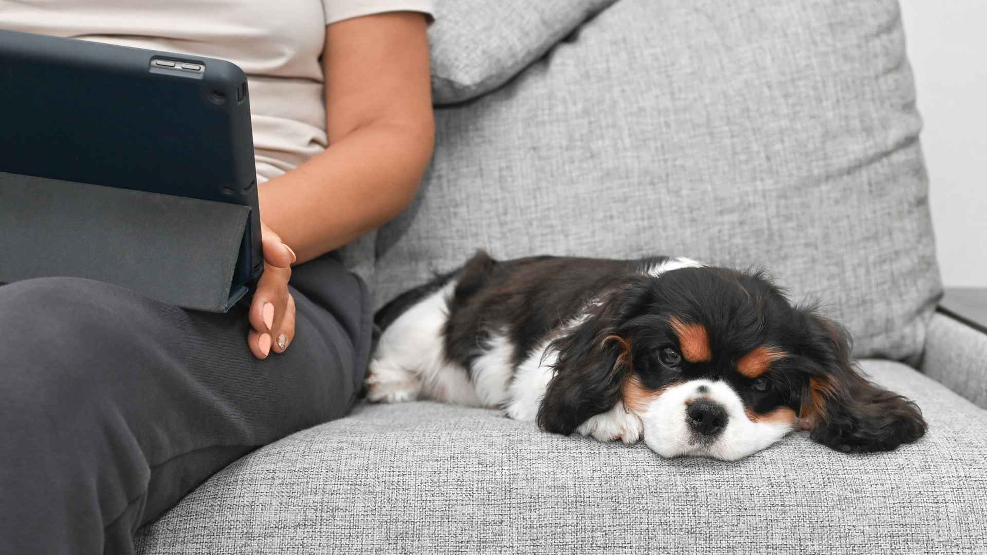 7 Friendly Low-Maintenance Dog Breeds Ideal for Busy Lives