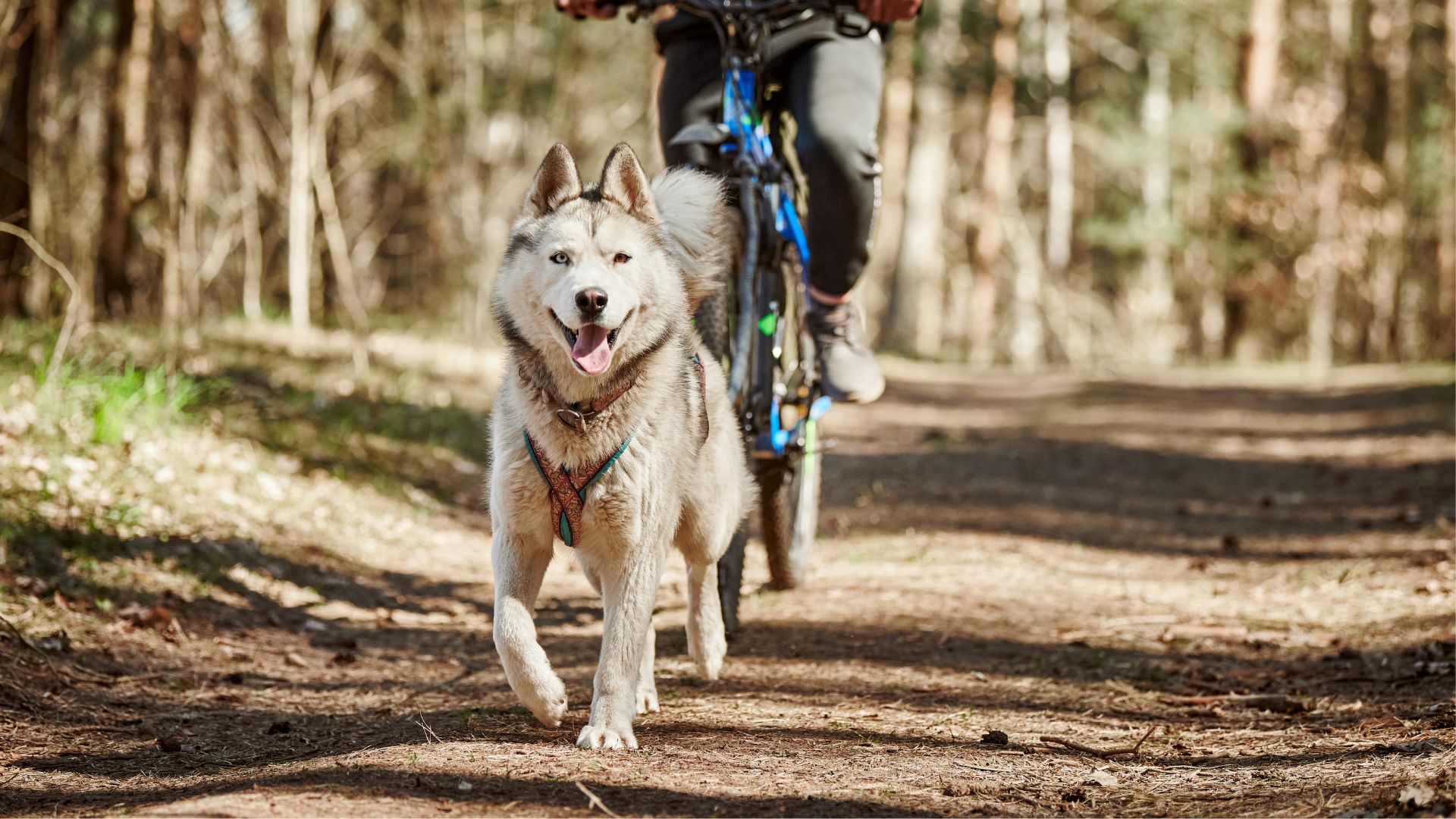 7 Happiest Dog Breeds For Fitness Freaks