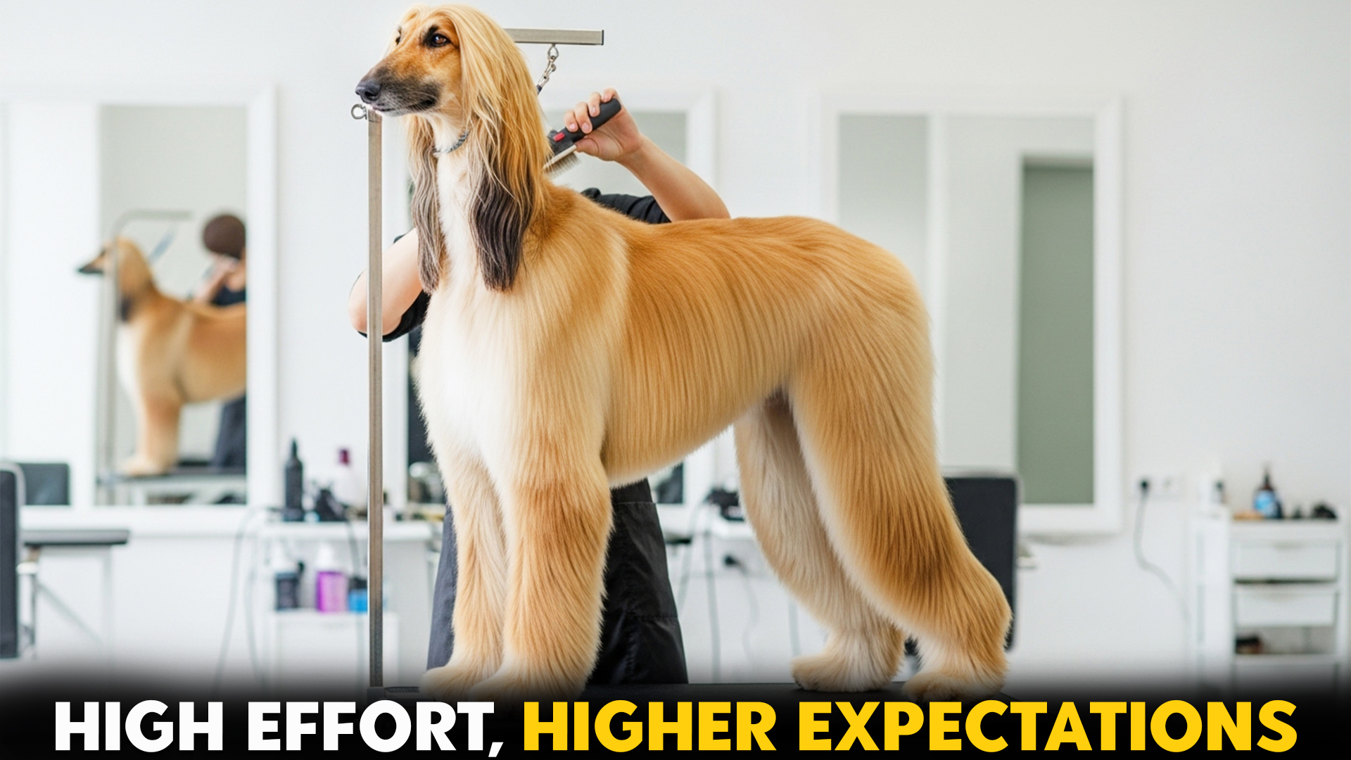 7-High-Maintenance-Dog-Breeds-You-Should-Skip