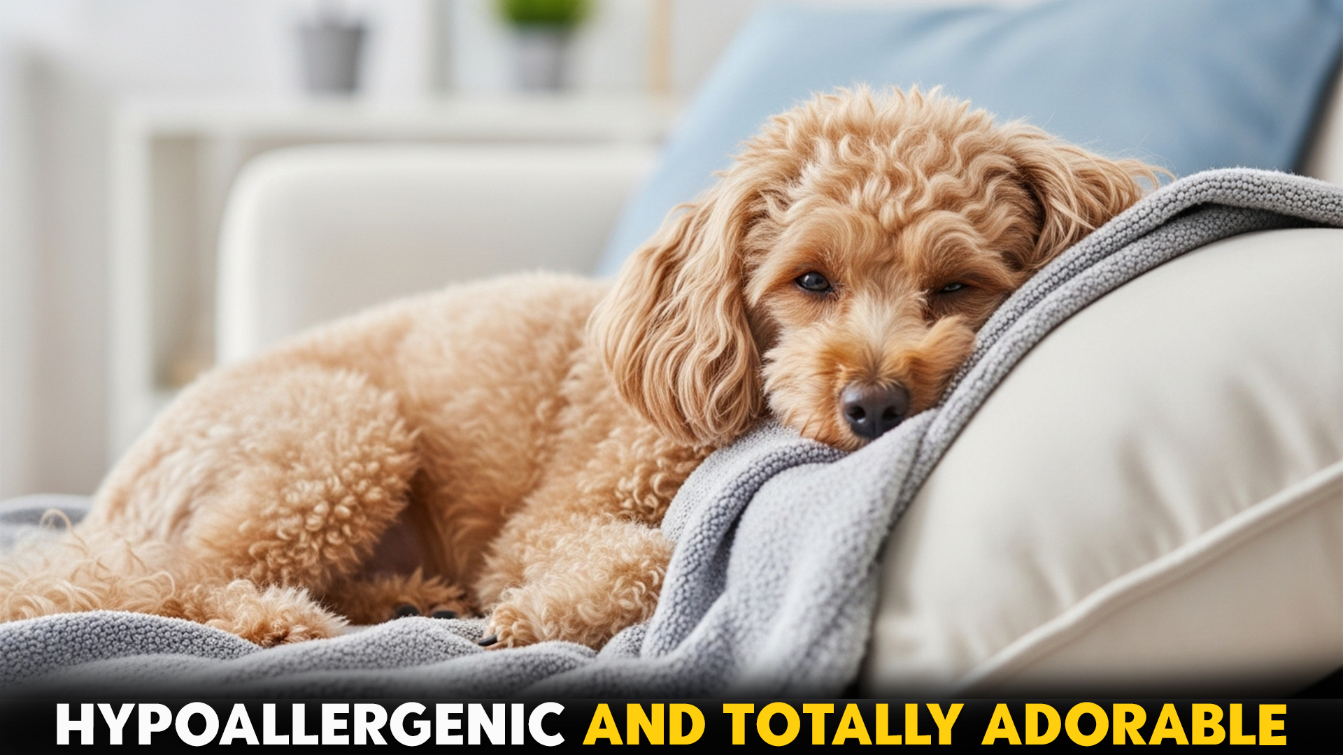 7-Hypoallergenic-Teacup-Dog-Breeds
