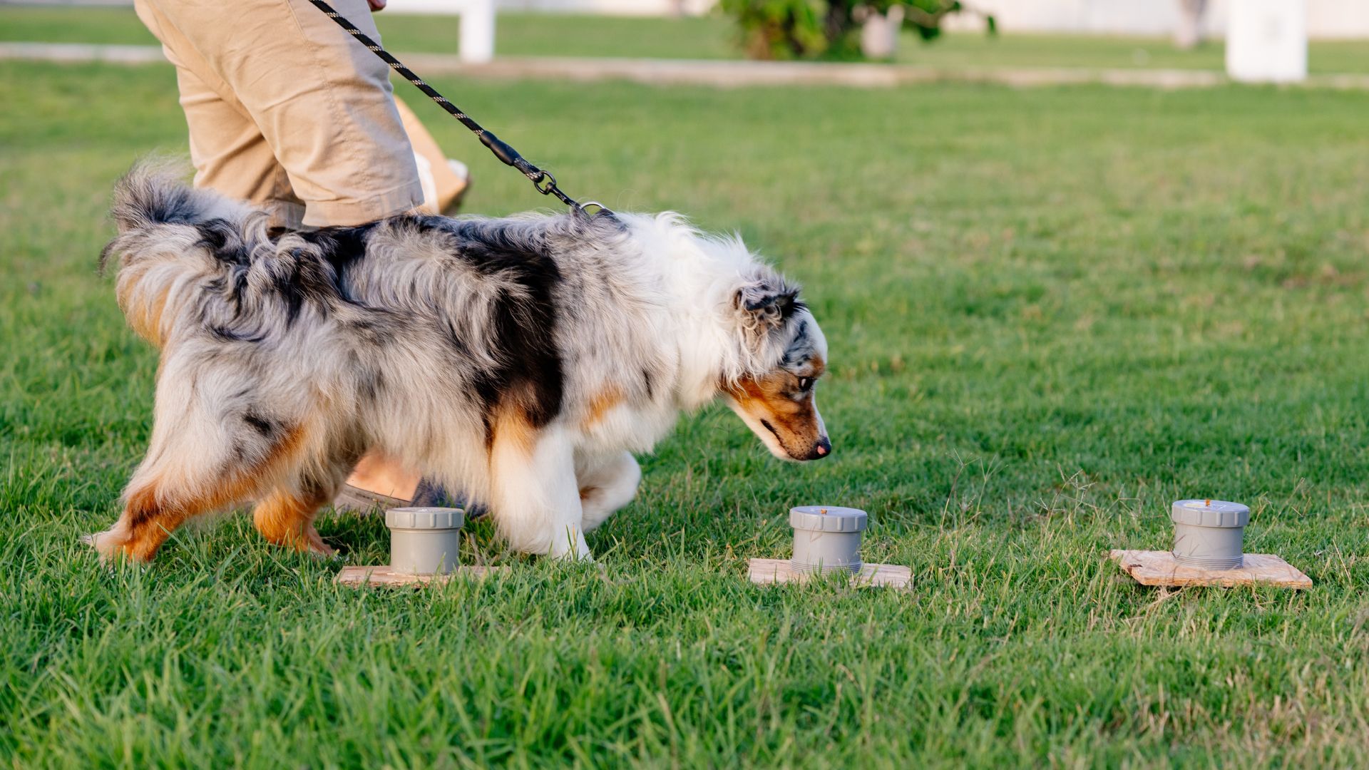 7 Intelligent Dog Breeds That Thrive On Training
