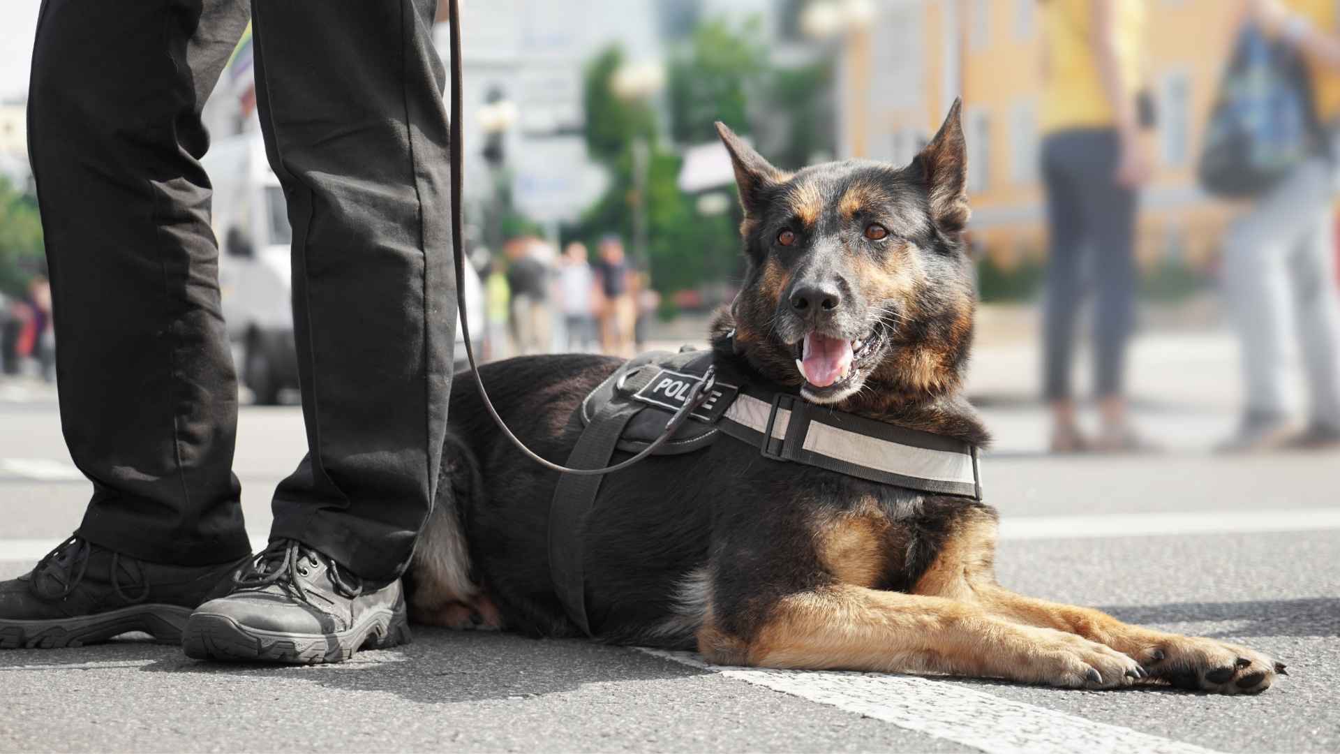 7 Intelligent Working Dog Breeds That Excel at Protection