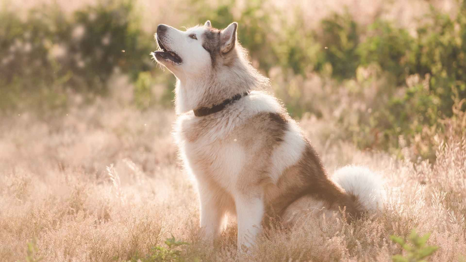 7 Longest Living Large Dog Breeds That Never Stay Quiet