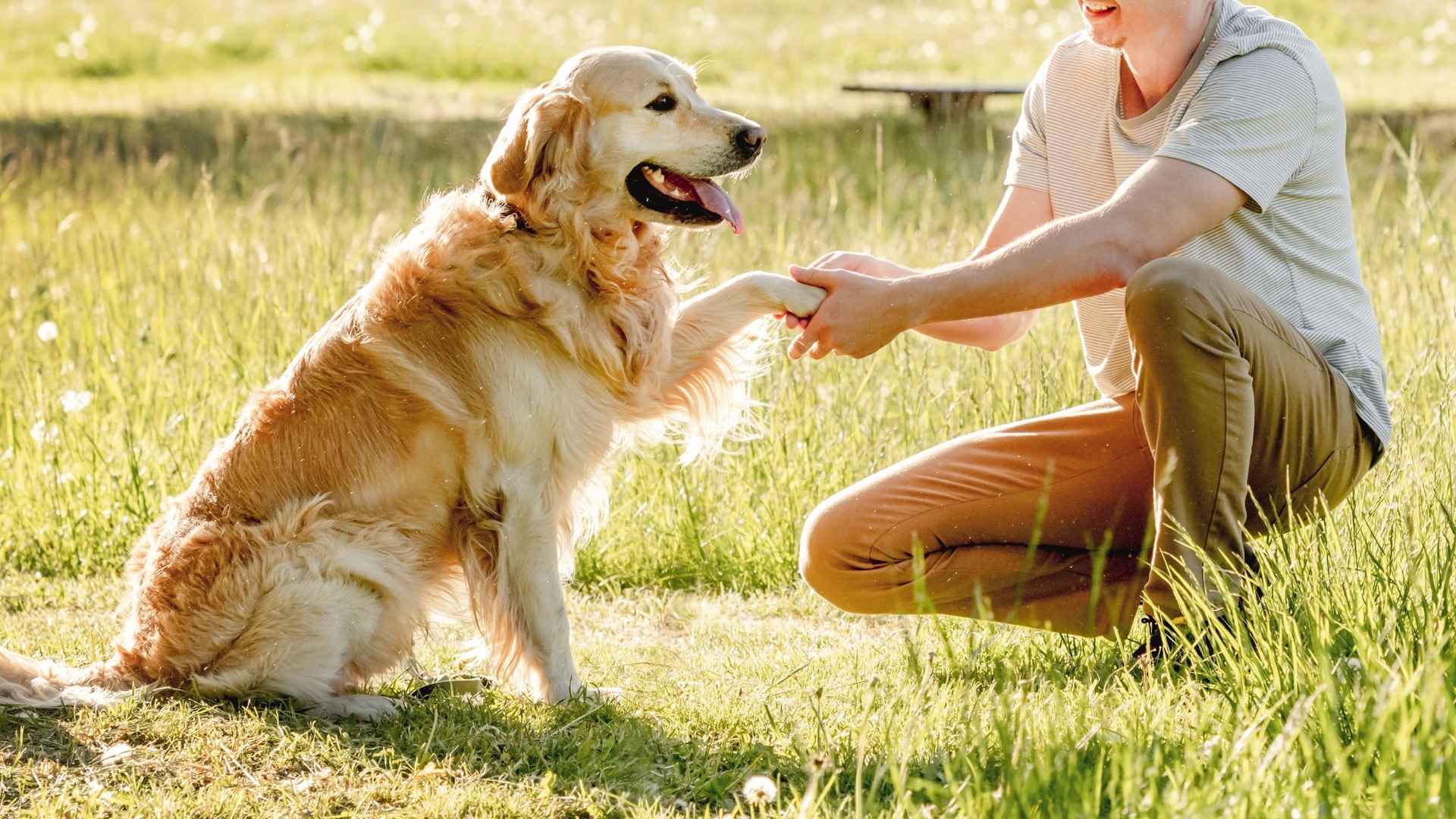 7 Loyal Dog Breeds Comforted by Human Presence