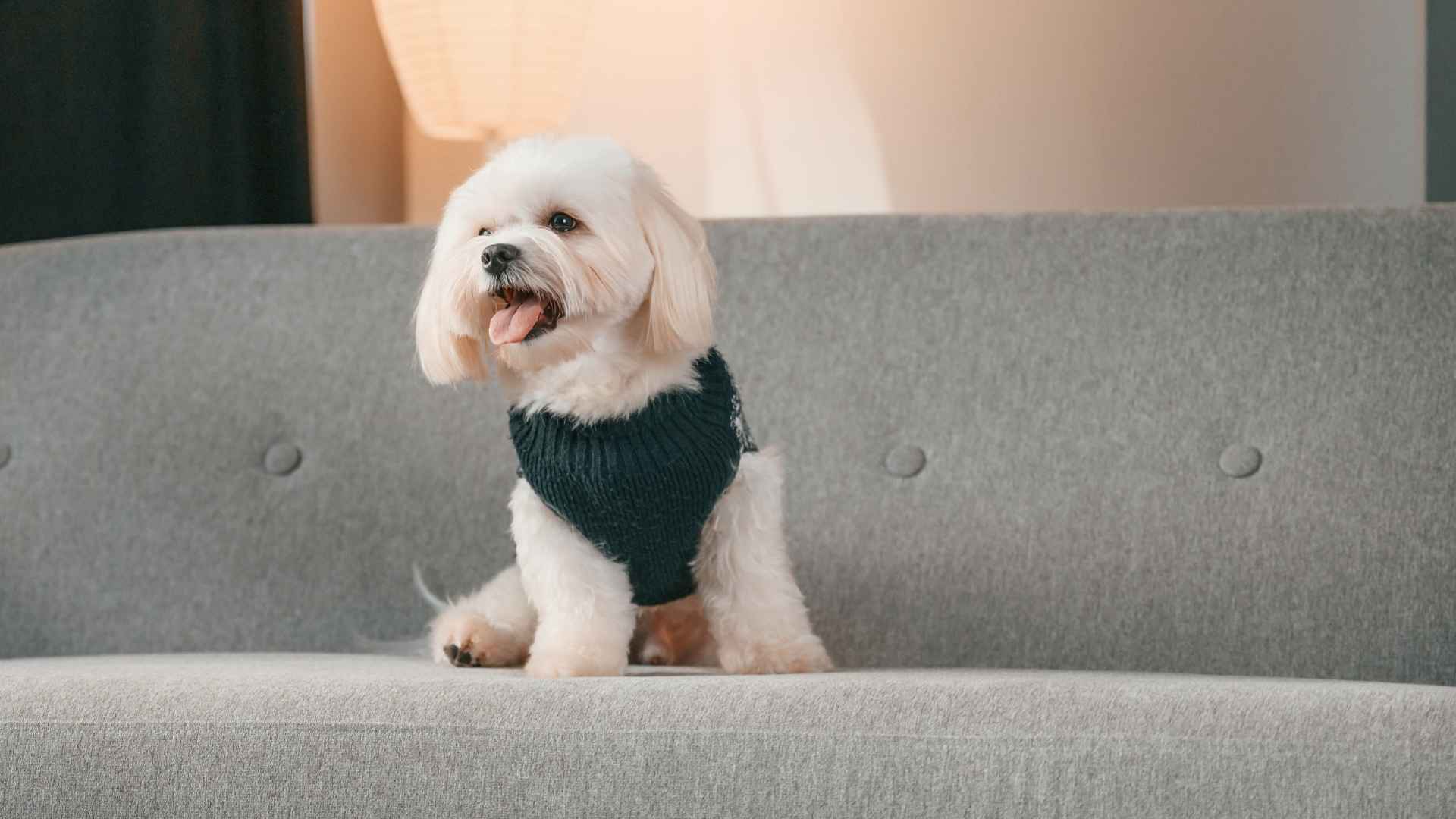 7 Loyal Dog Breeds Perfect For Staying Home Alone