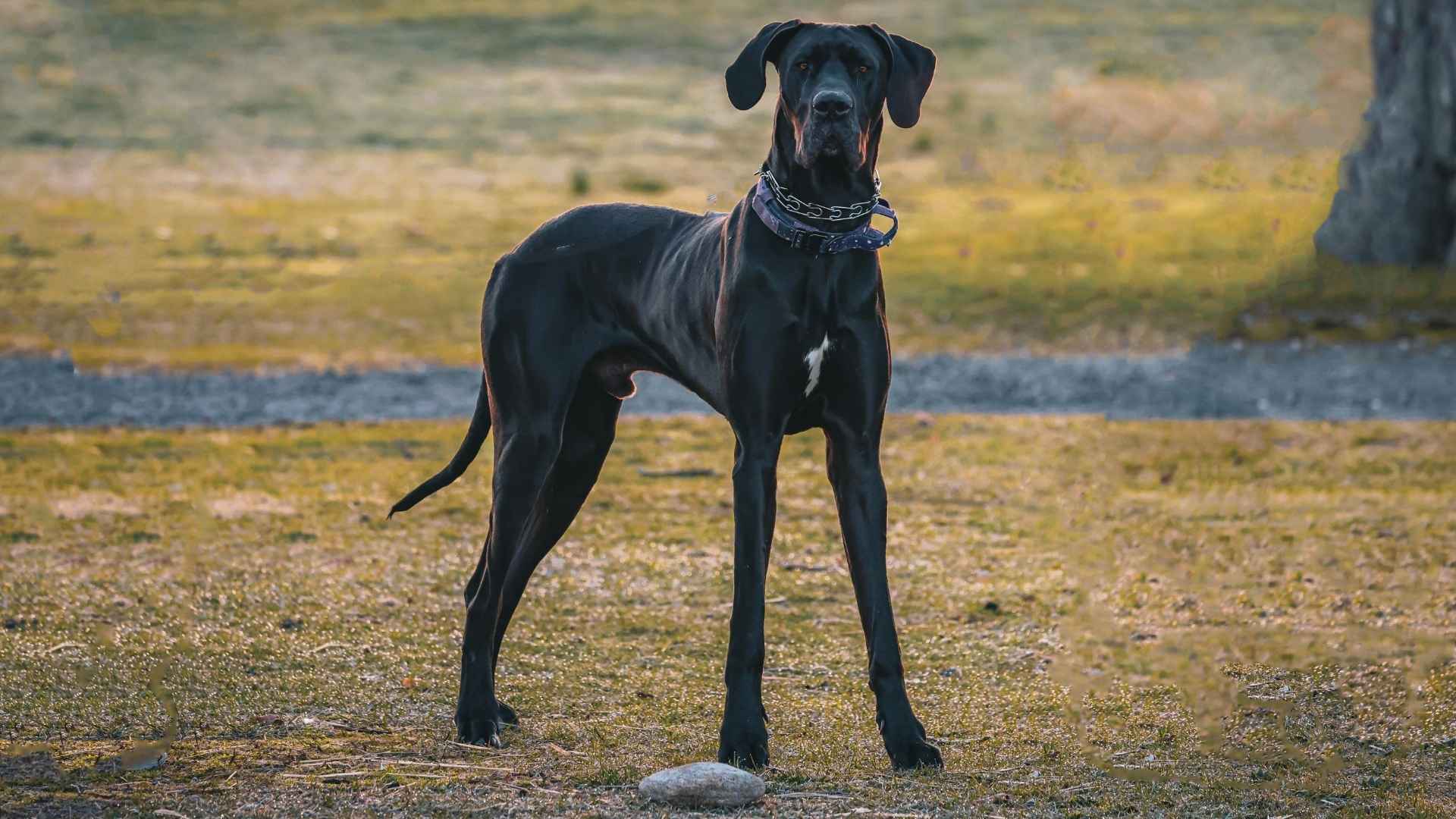 7 Majestic Big Dog Breeds