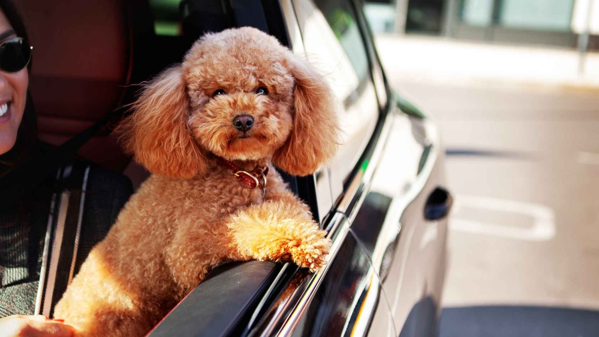7 Micro Teacup Dog Breeds Great for Travelers