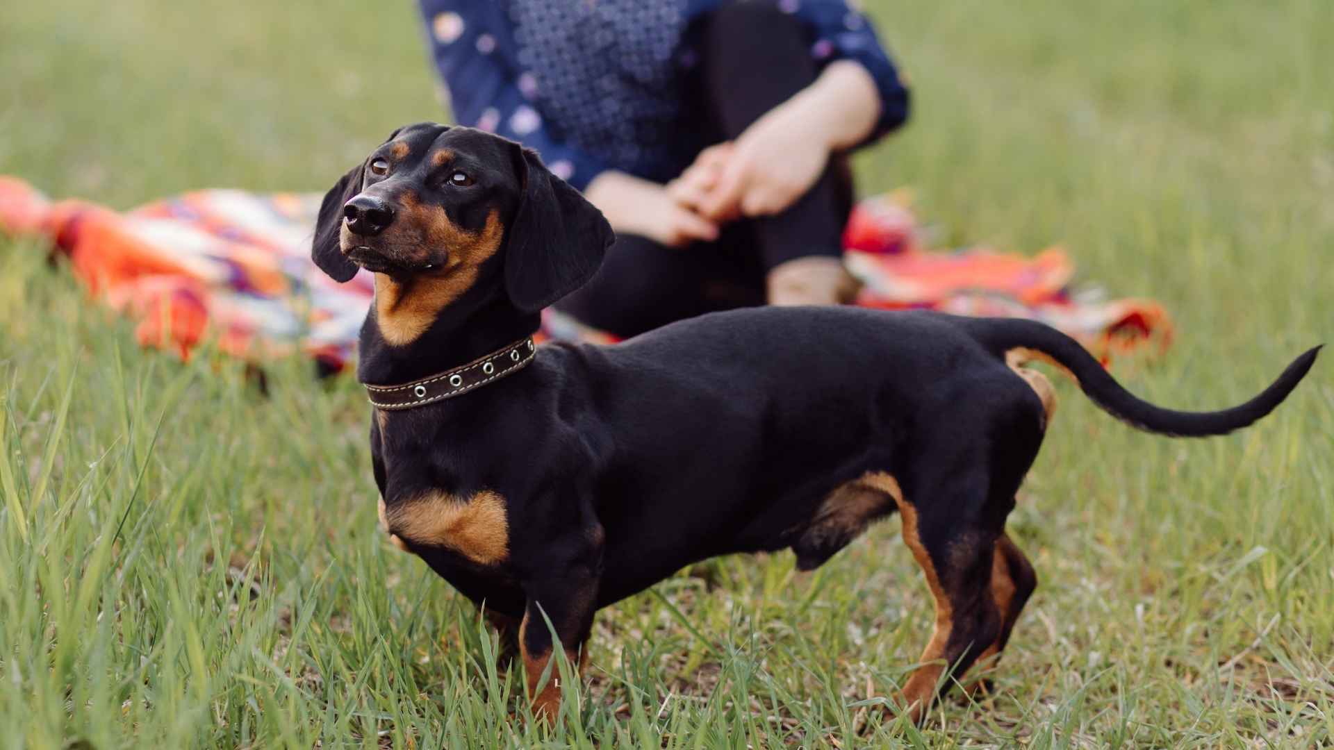 7 Most Affordable Protection Dog Breeds For Your Safety