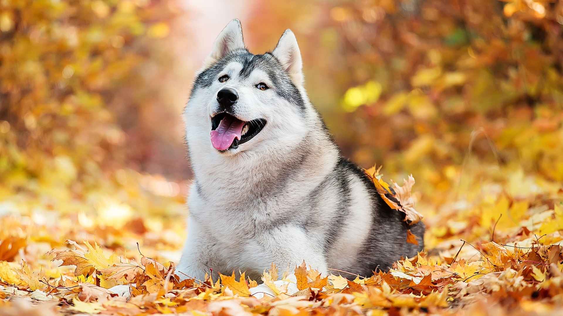 7 Most Coolest Dog Breeds With Unique Traits