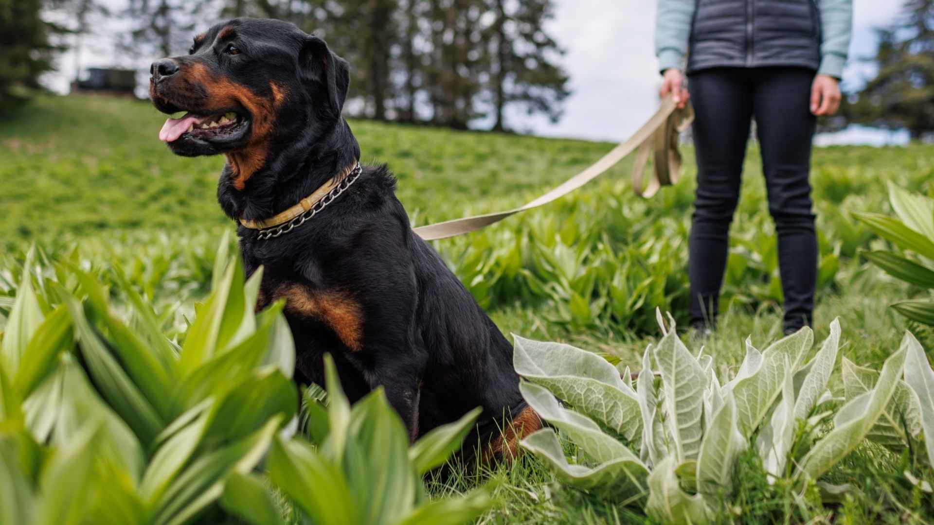 7 Most Easiest Guard Dog Breeds For Lone Owner