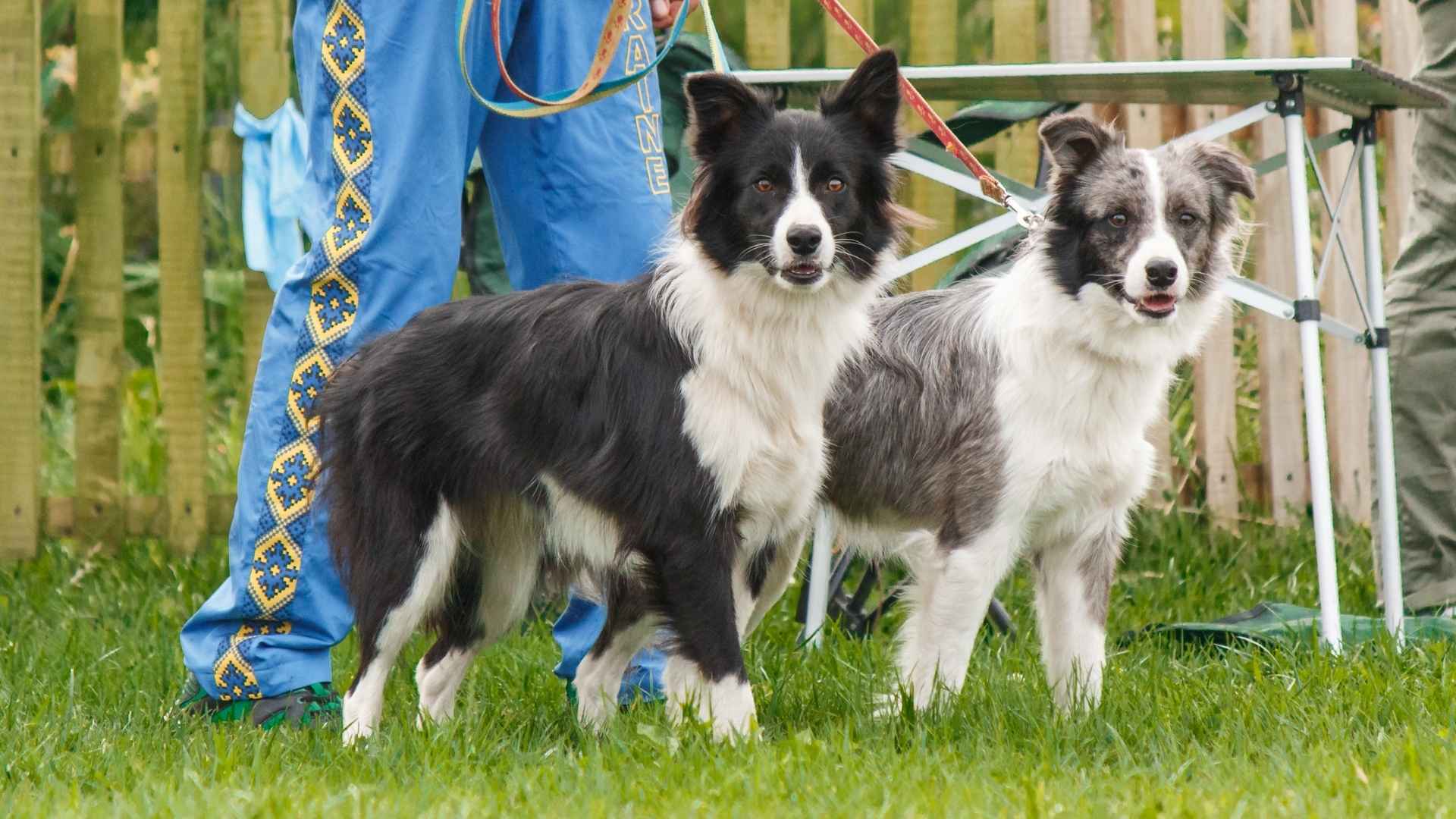 7 Most Intelligent Smart Dog Breeds Ideal For Training Programs