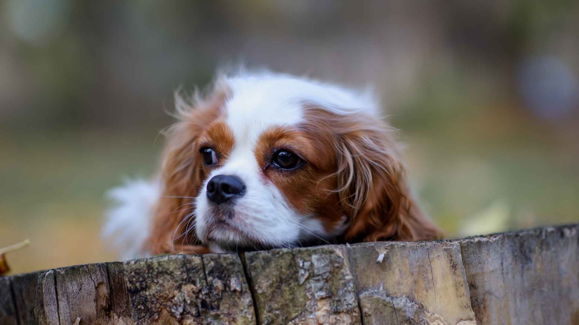 7 Perfectly Gentle Sensitive Dog Breeds for a Loving Companion