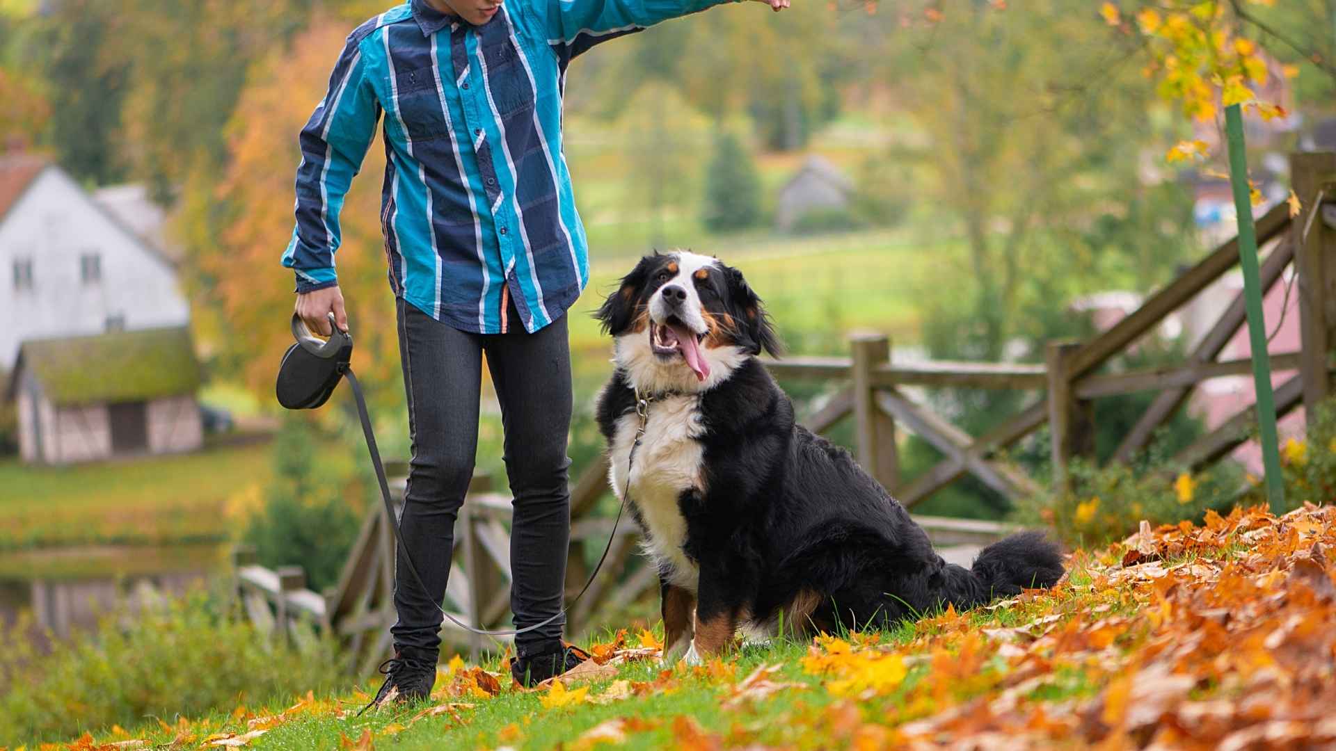 7 Playful Big Dog Breeds Best for Youngsters
