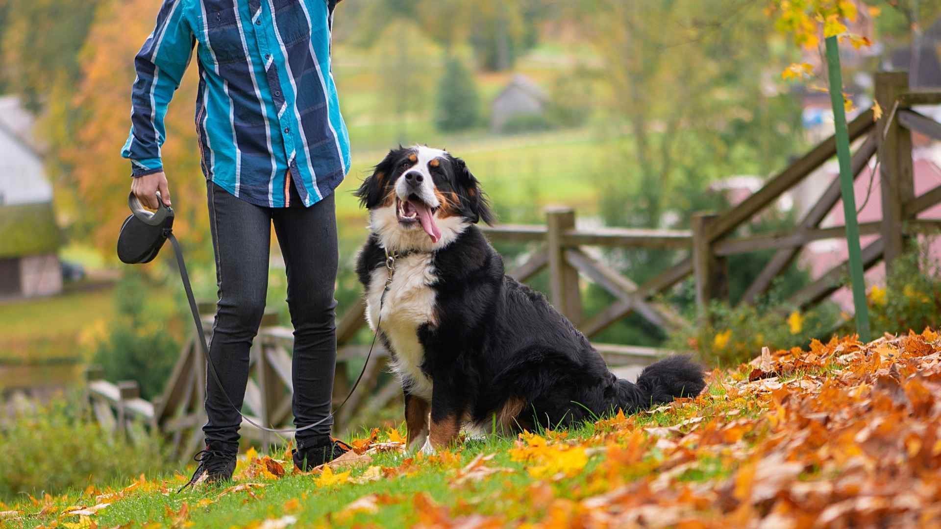 7 Playful Big Dog Breeds Having Fun A Path To Happiness