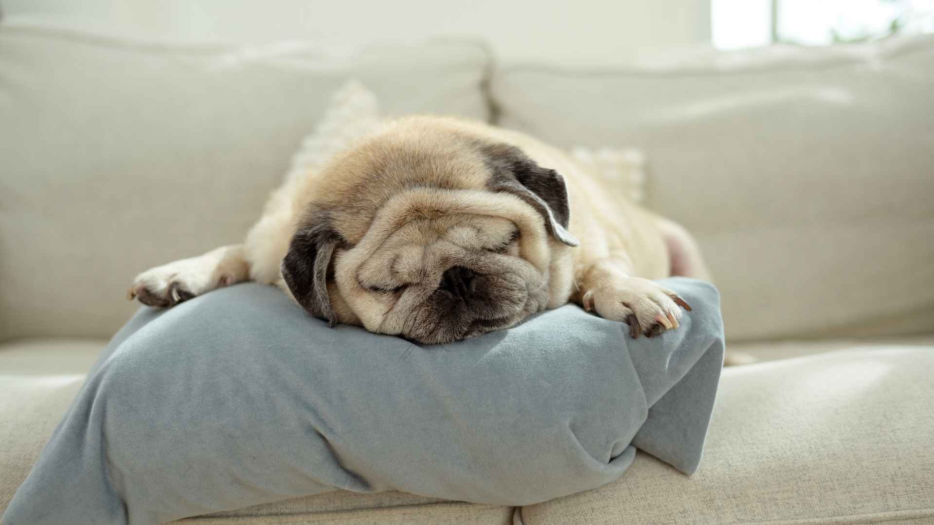 7 Popular Dog Breeds Known For Sleepiness