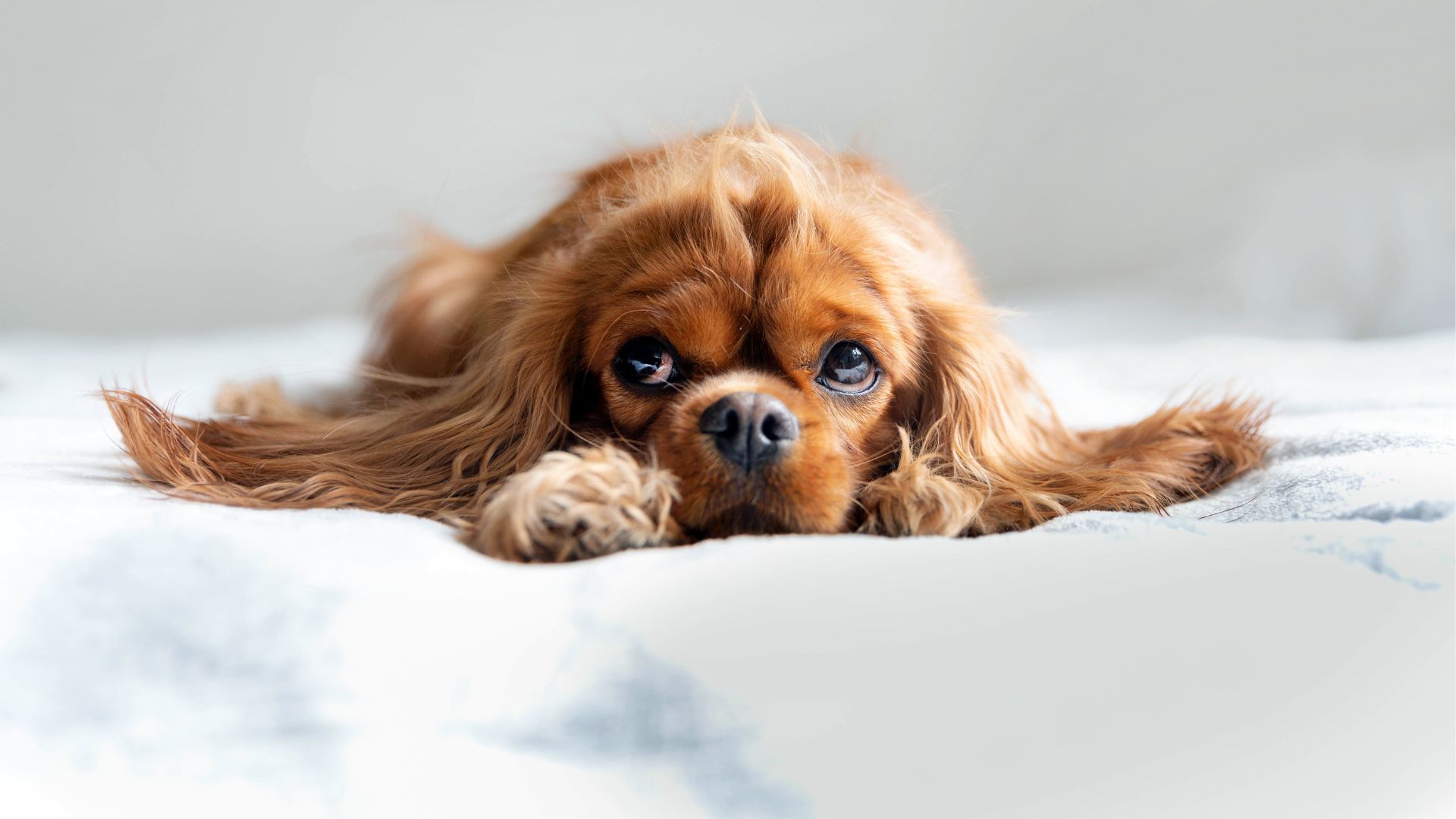 7 Popular Emotional Dog Breeds You Can’t Ignore