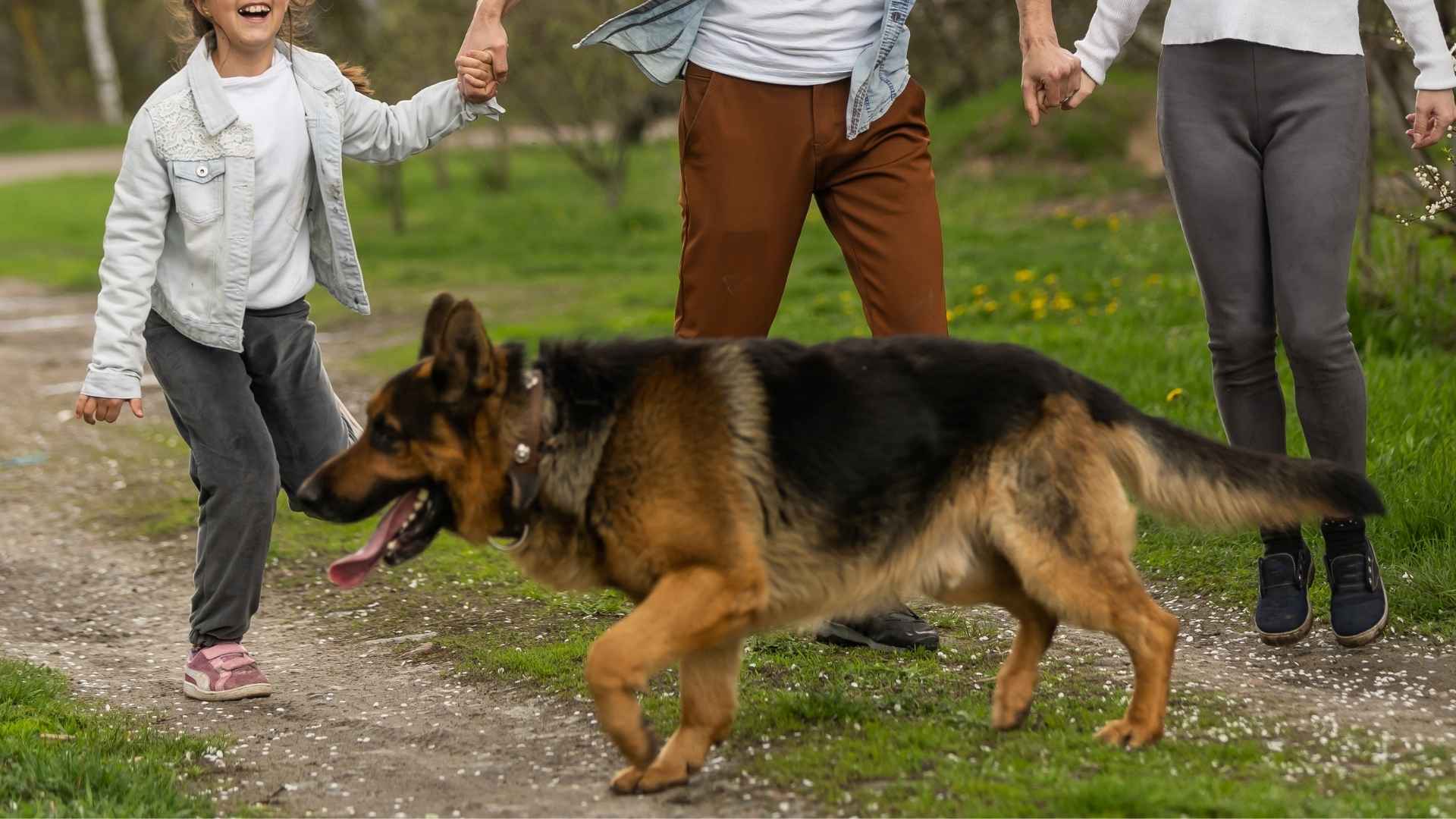 7 Popular Guard Dog Breeds Ideal for Small Families
