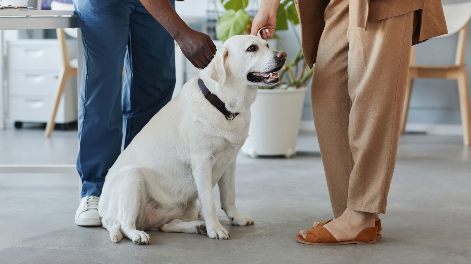 7 Popular Loyal Dog Breeds Ensured Through Time