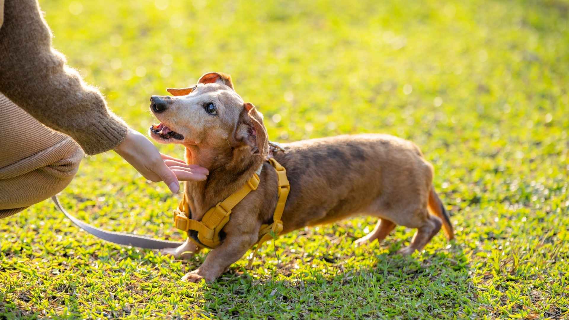 7 Popular Small Dog Breeds That Are Extremely Loyal Companions