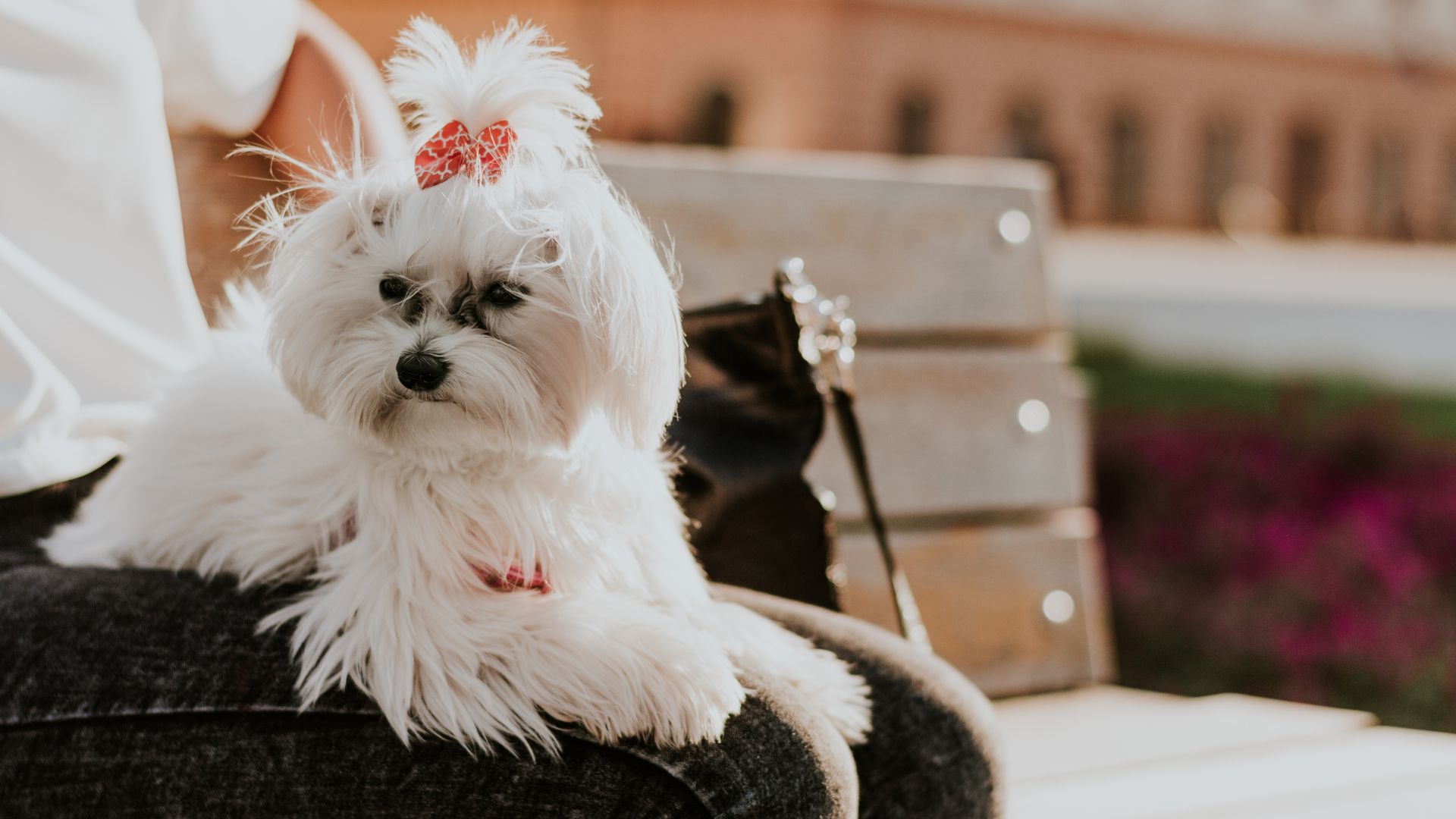 7 Popular Small Dog Breeds With Excellent Temperaments