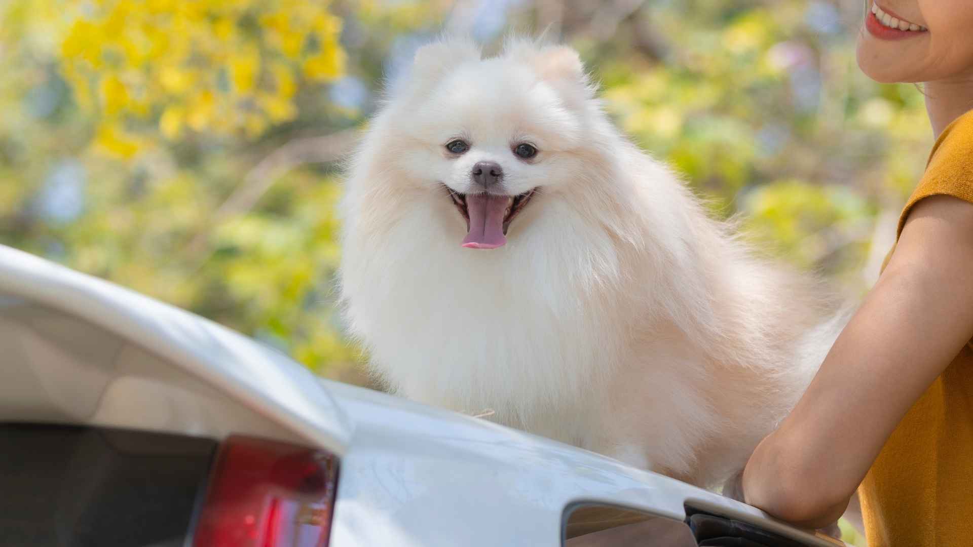 7 Popular Teacup Dog Breeds Ideal as Travel Partners