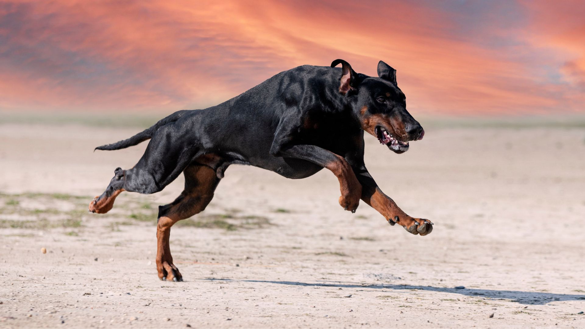 7 Powerful Dog Breeds Bred for Protection & Affection